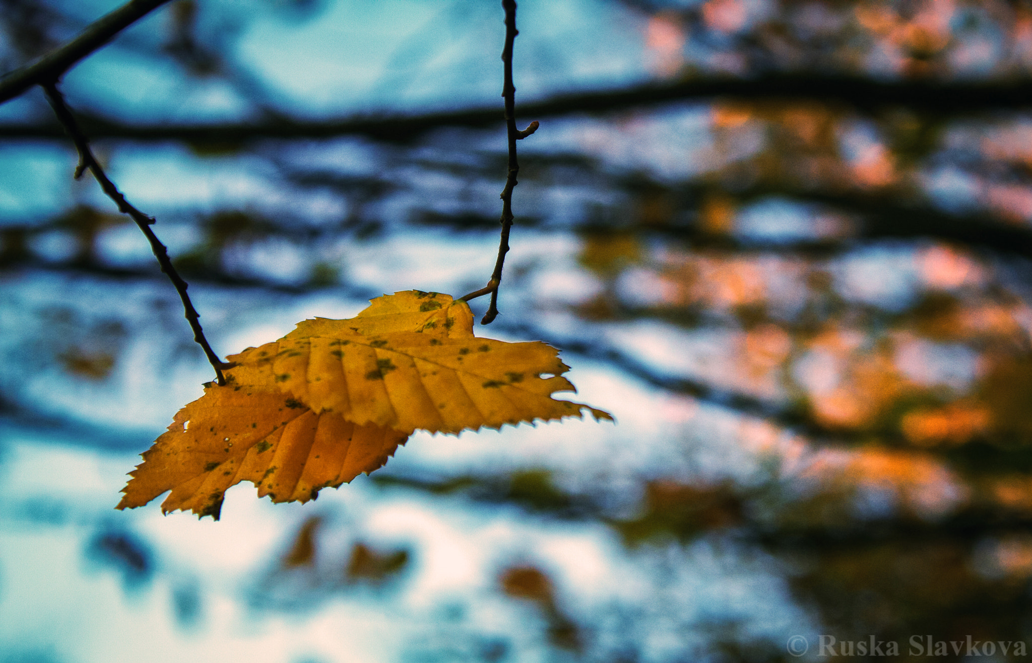 Canon EOS 40D sample photo. Stay with me! photography