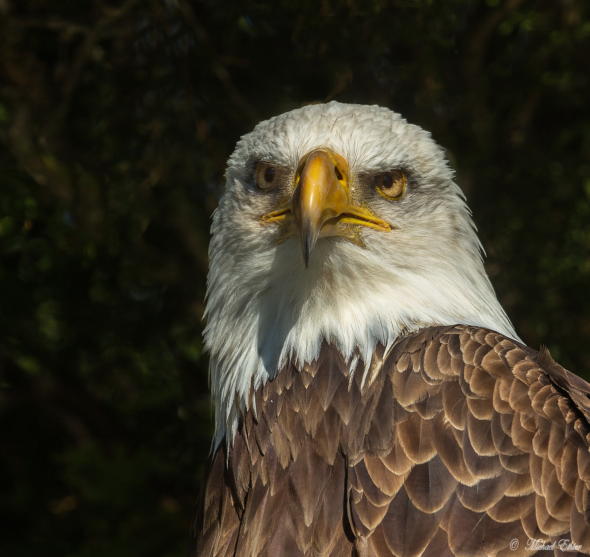 Canon EF 70-200mm F2.8L IS USM sample photo. Bald eagle front photography