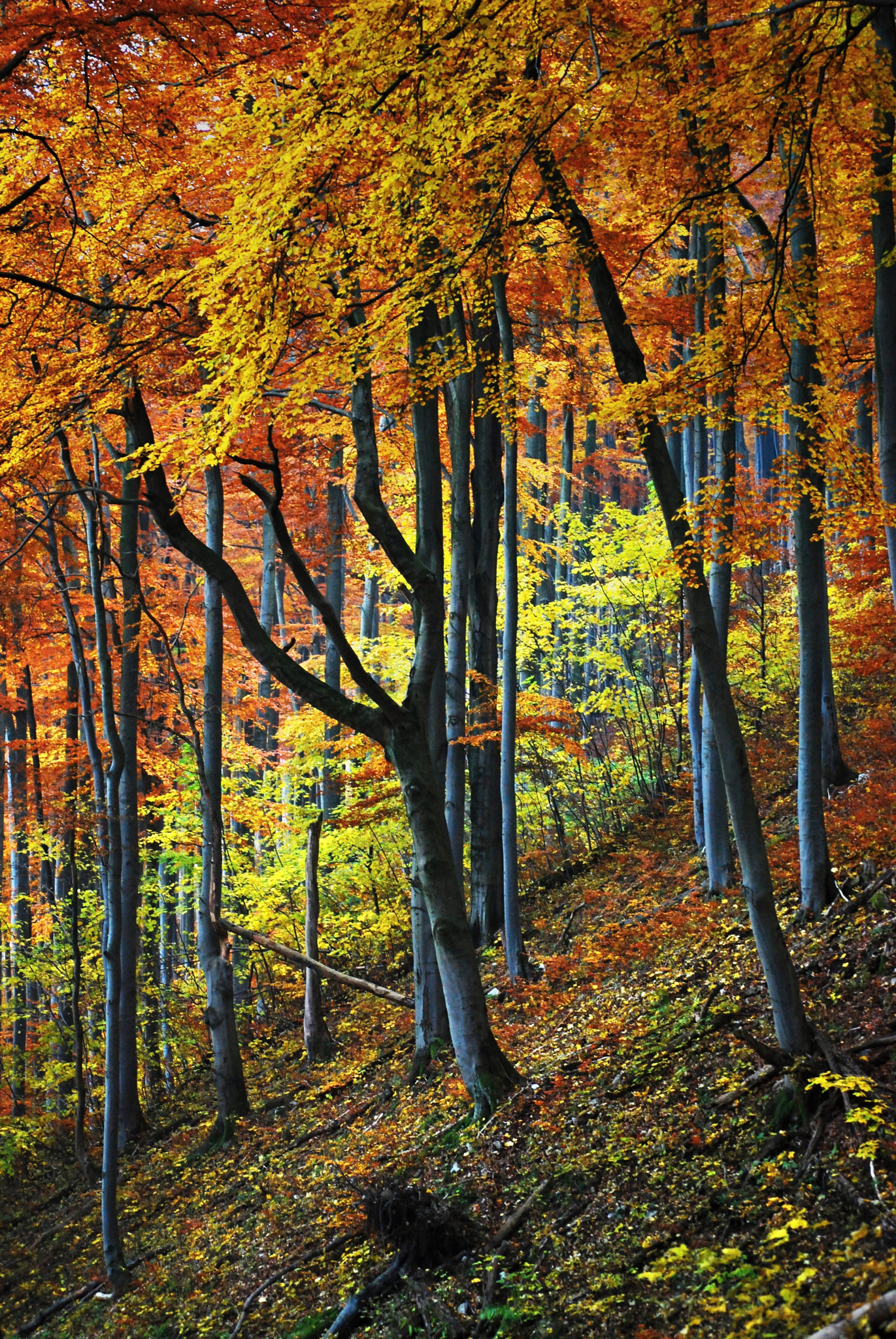 Nikon D40X sample photo. Beech forest photography