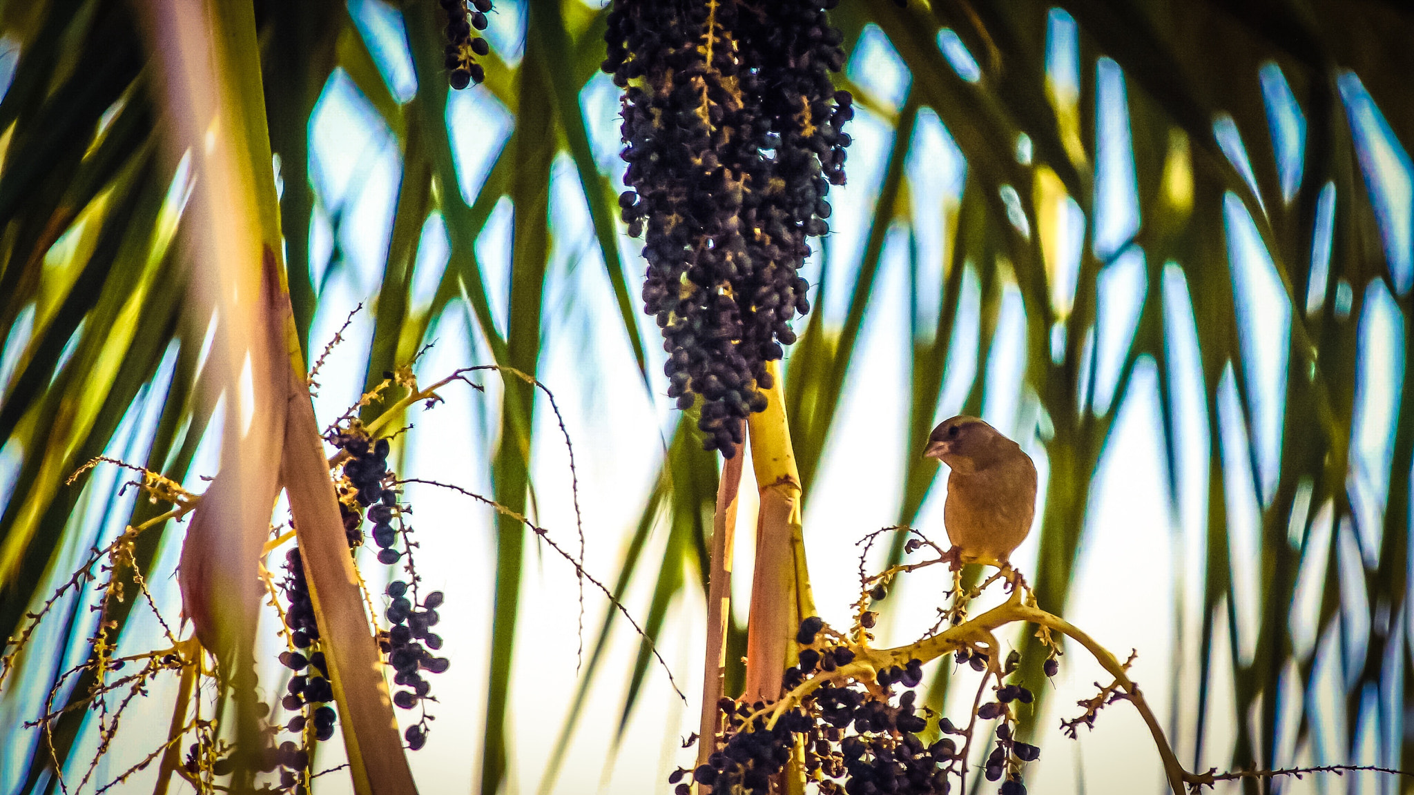 Canon EF 70-200mm F2.8L IS II USM sample photo