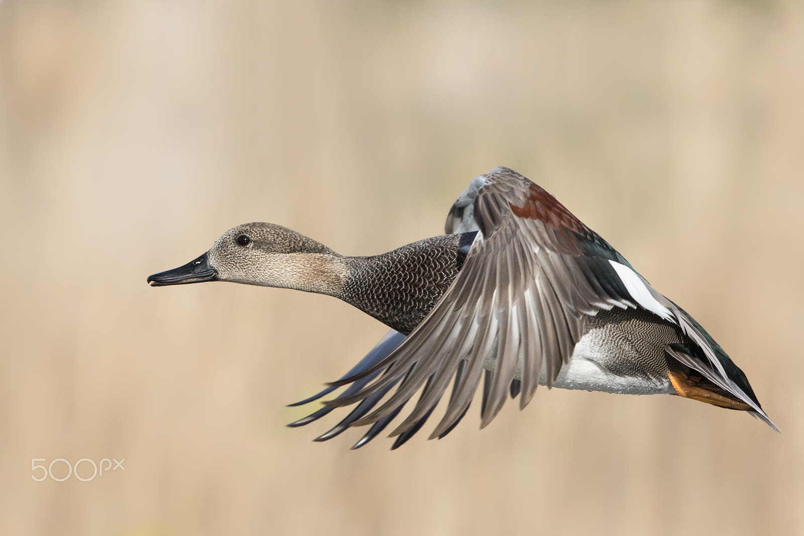 Canon EF 600mm F4L IS II USM sample photo. Gadwall drake photography