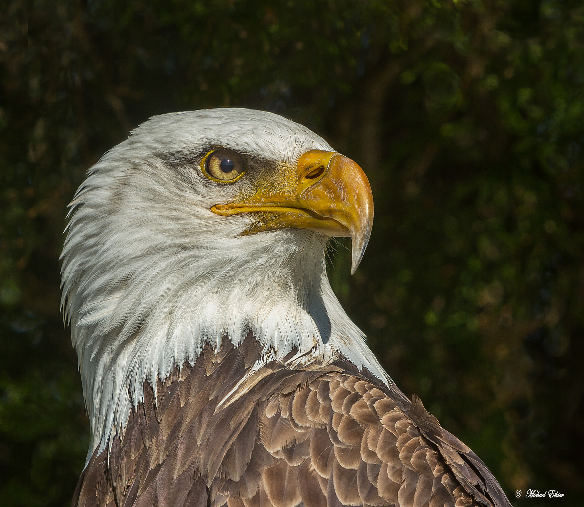 Canon EOS 60D sample photo. Bald eagle profile photography