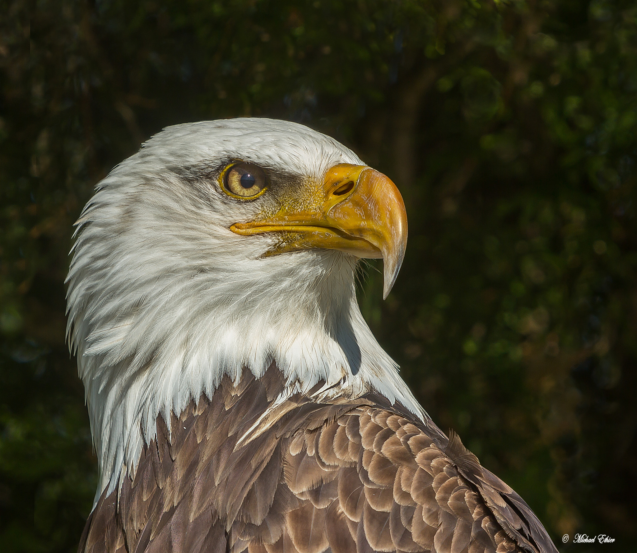 Canon EF 70-200mm F2.8L IS USM sample photo. Bald eagle profile photography