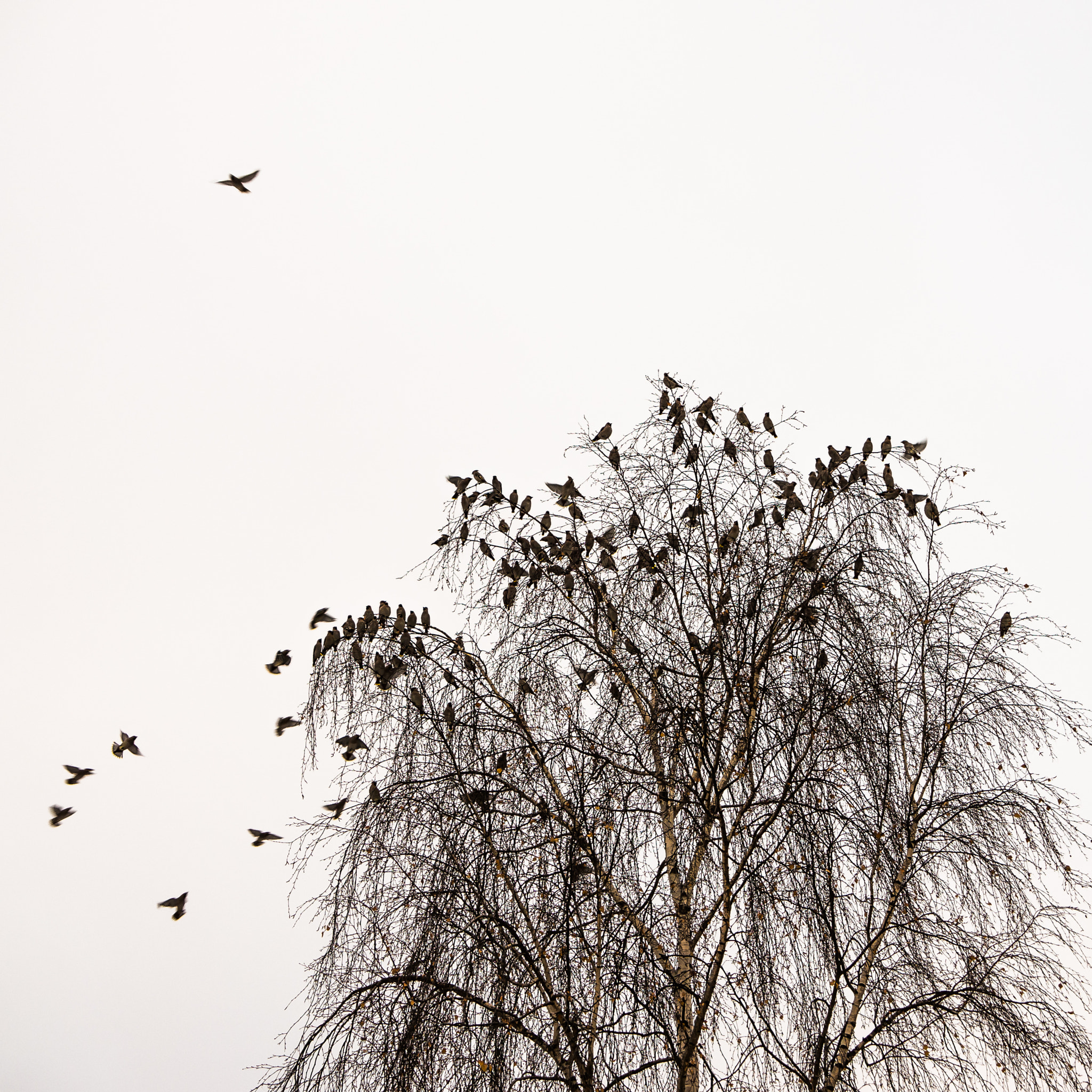 Sony Alpha NEX-6 sample photo. 166/365: birds photography