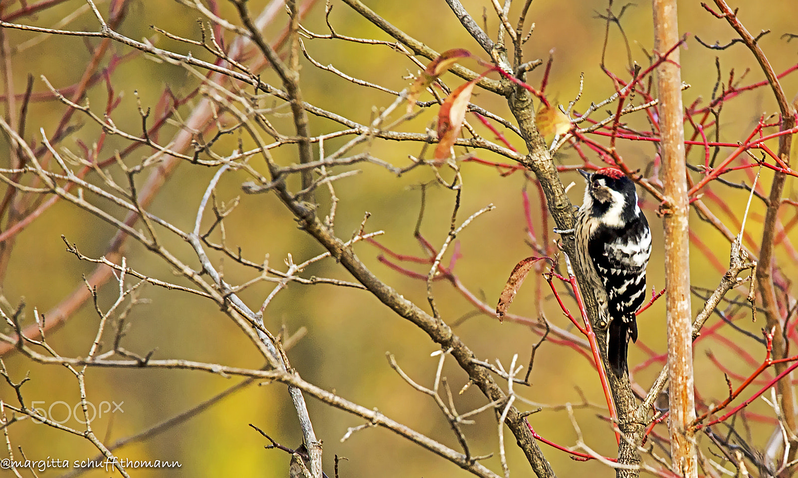 Tamron SP 150-600mm F5-6.3 Di VC USD sample photo. Lesser spotted woodpecker.. photography