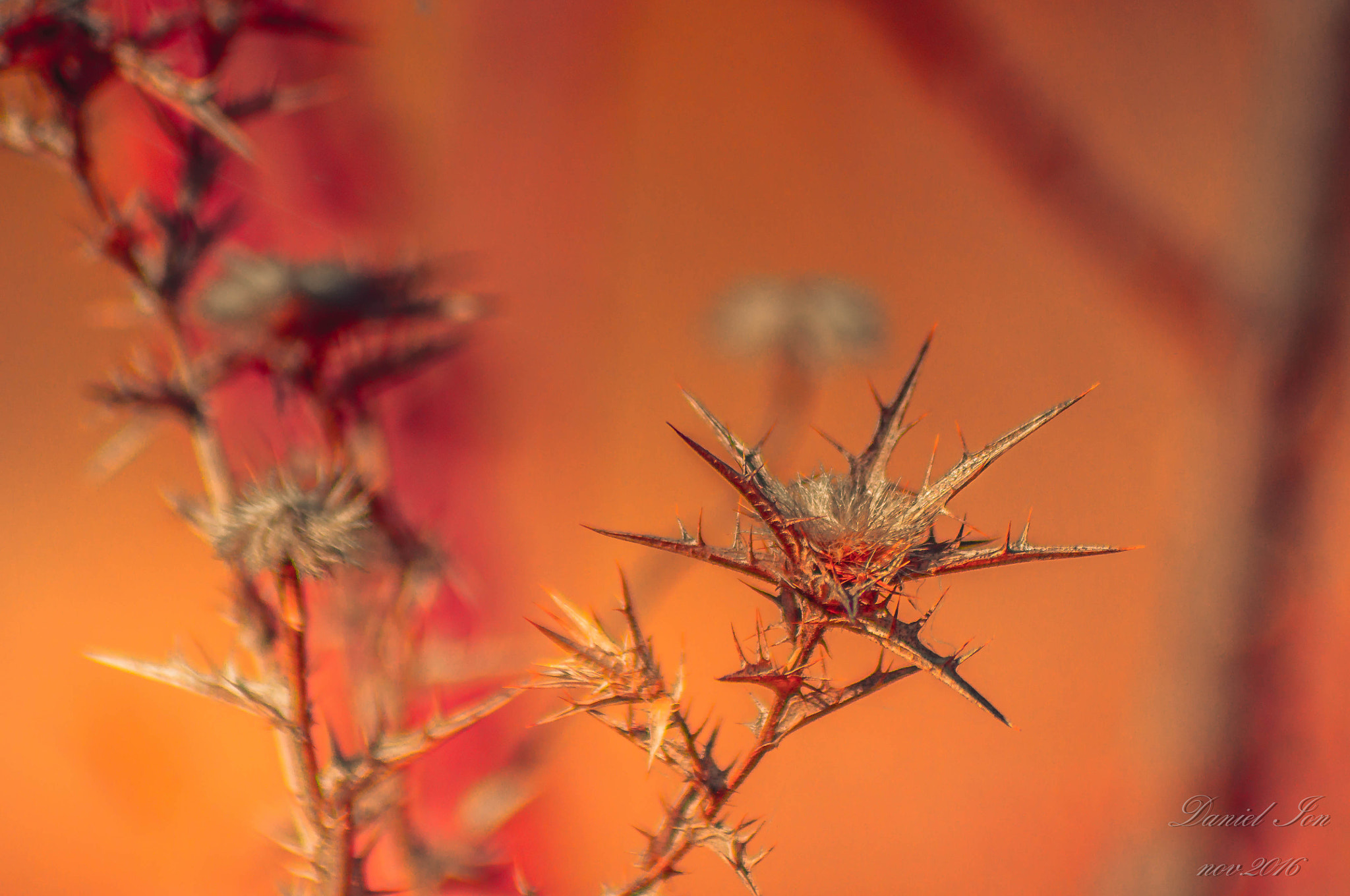 smc PENTAX-FA 80-320mm F4.5-5.6 sample photo. Autumn photography