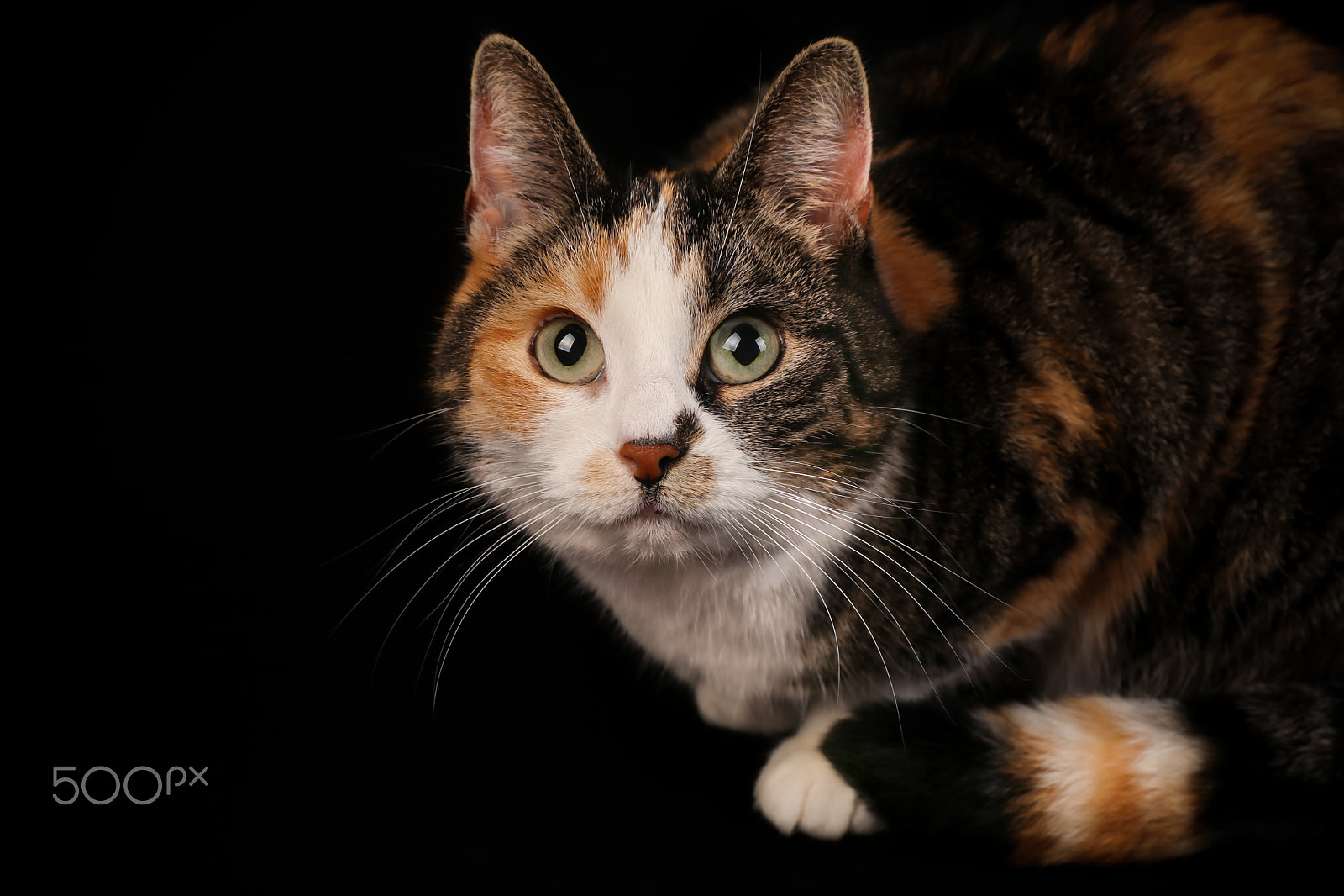 Canon EOS 80D sample photo. My calico cat lotje photography