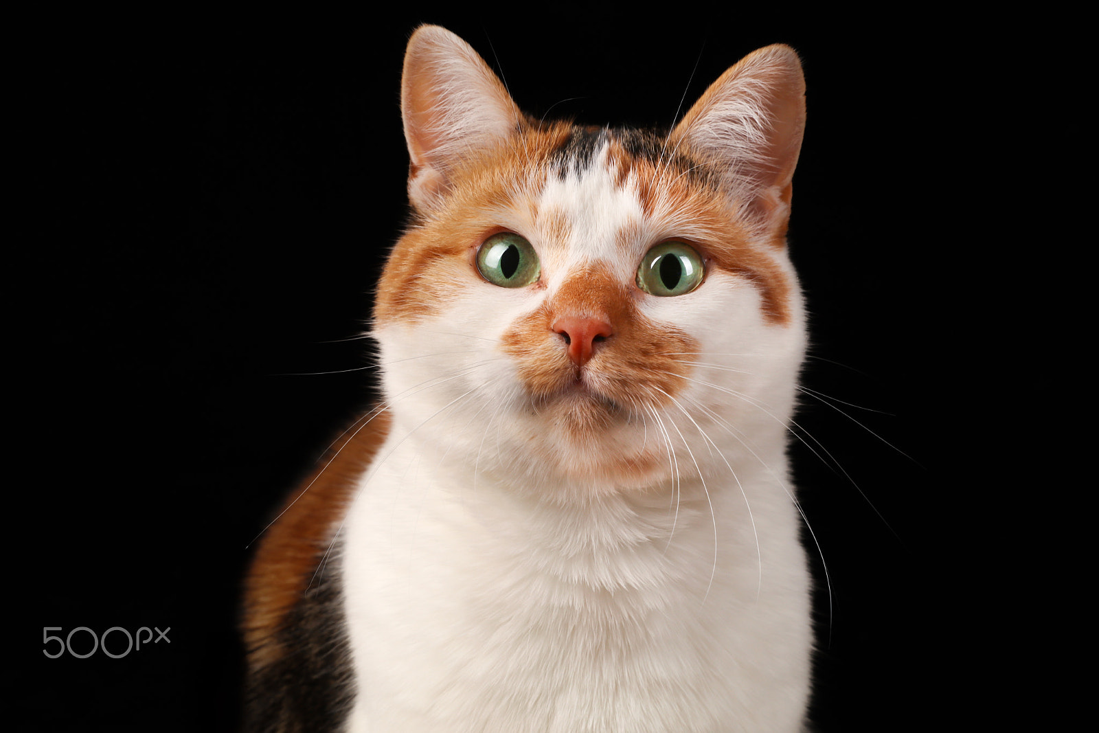 Canon EF 24-70mm F2.8L II USM sample photo. My calico cat snoesje photography