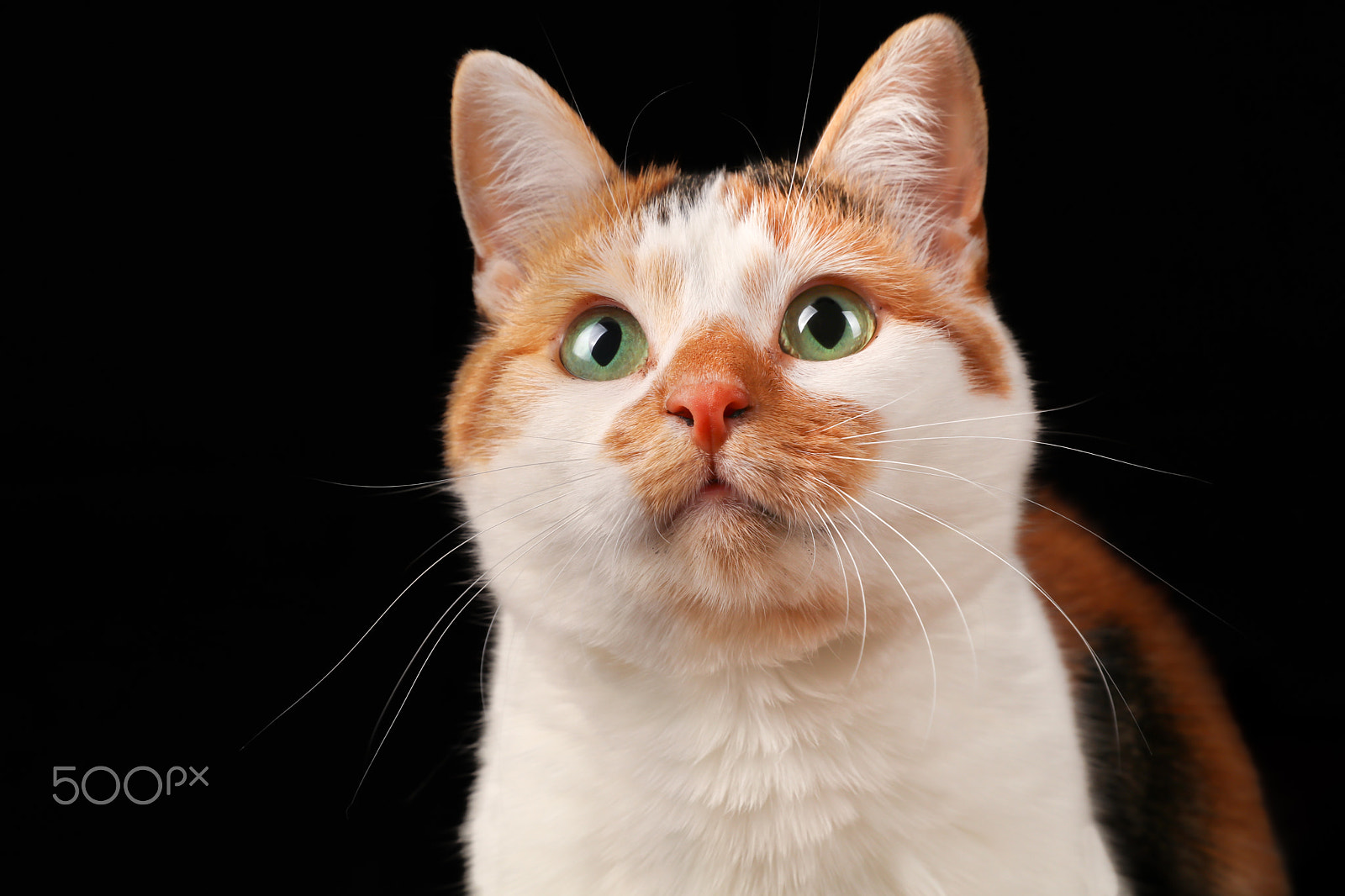 Canon EF 24-70mm F2.8L II USM sample photo. My calico cat snoesje photography
