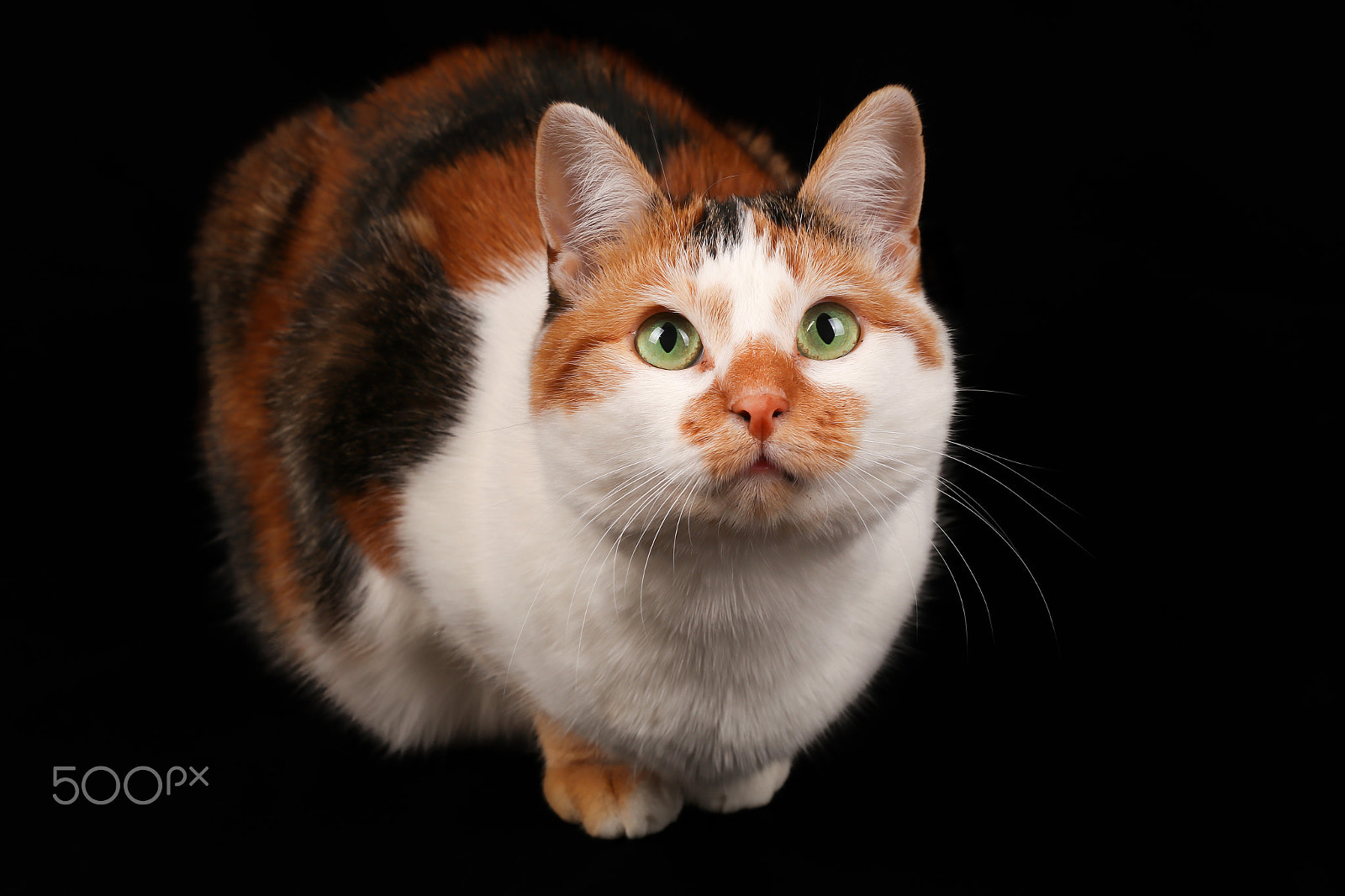 Canon EF 24-70mm F2.8L II USM sample photo. My calico cat snoesje photography
