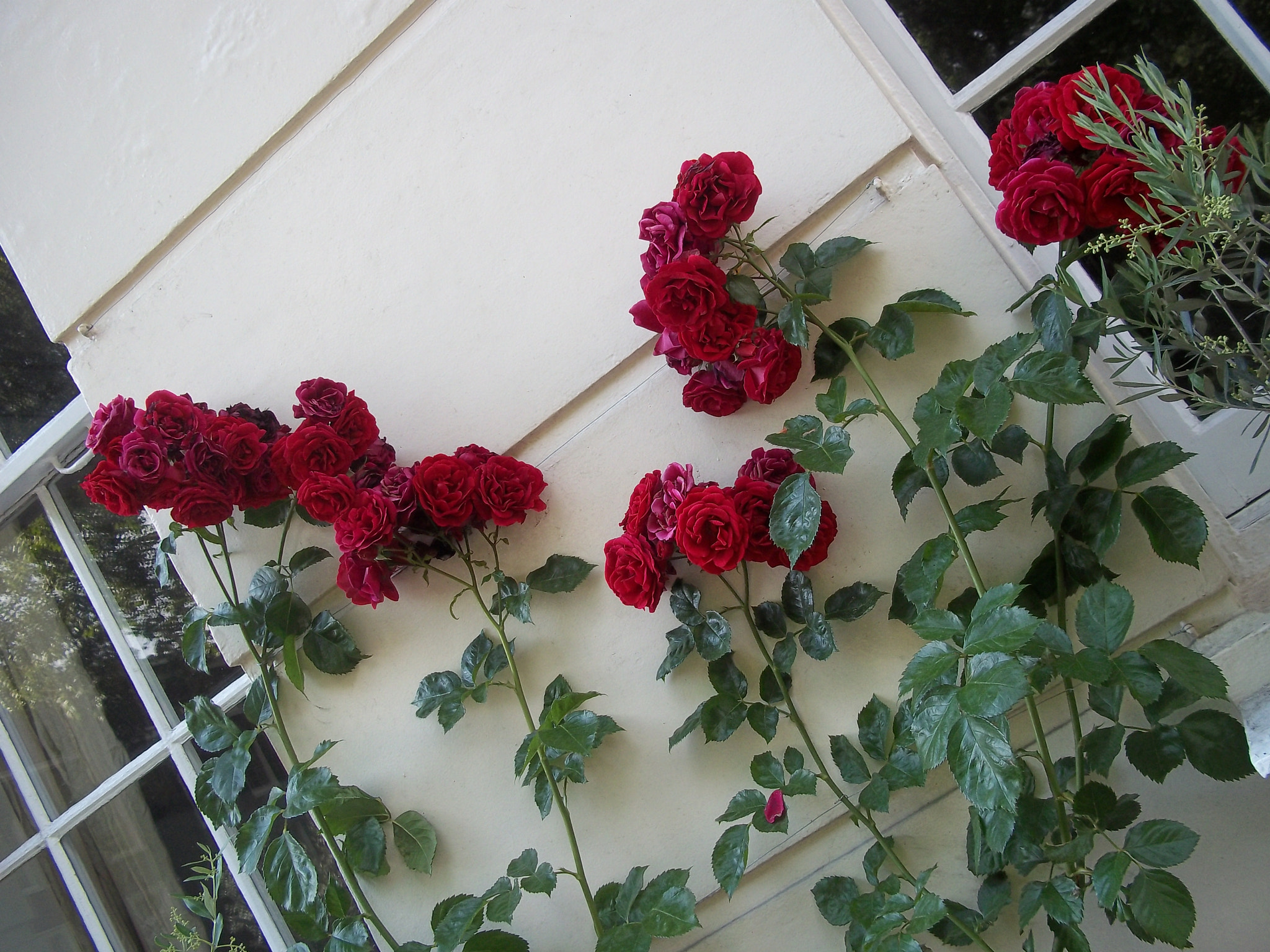 Kodak EASYSHARE M530 DIGITAL CAMERA sample photo. Red roses smiling by the sidewalk. photography