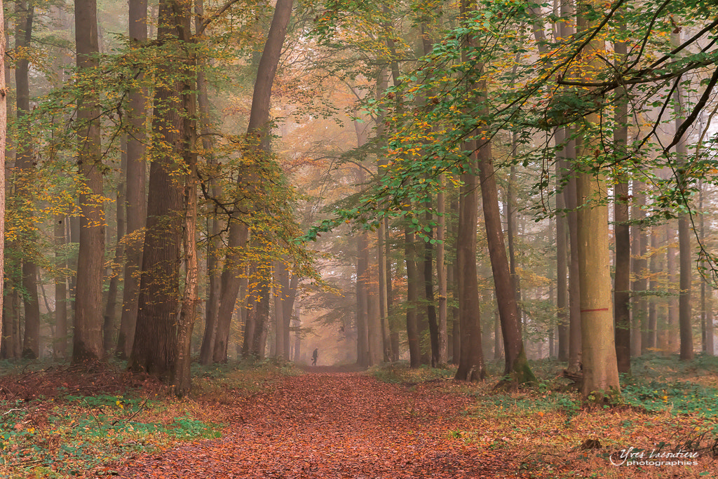 Nikon D7100 + Sigma 17-70mm F2.8-4 DC Macro OS HSM sample photo. Looking for mushrooms... photography