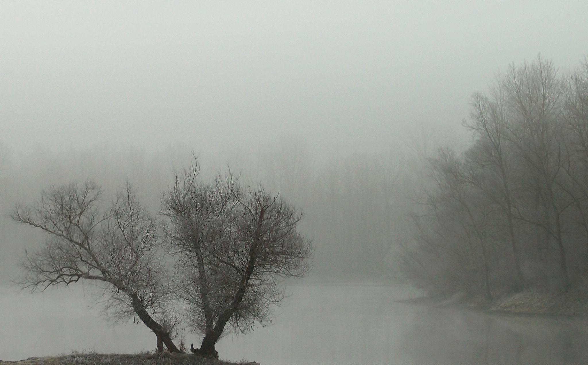 Sony Alpha DSLR-A290 sample photo. Morning mist photography