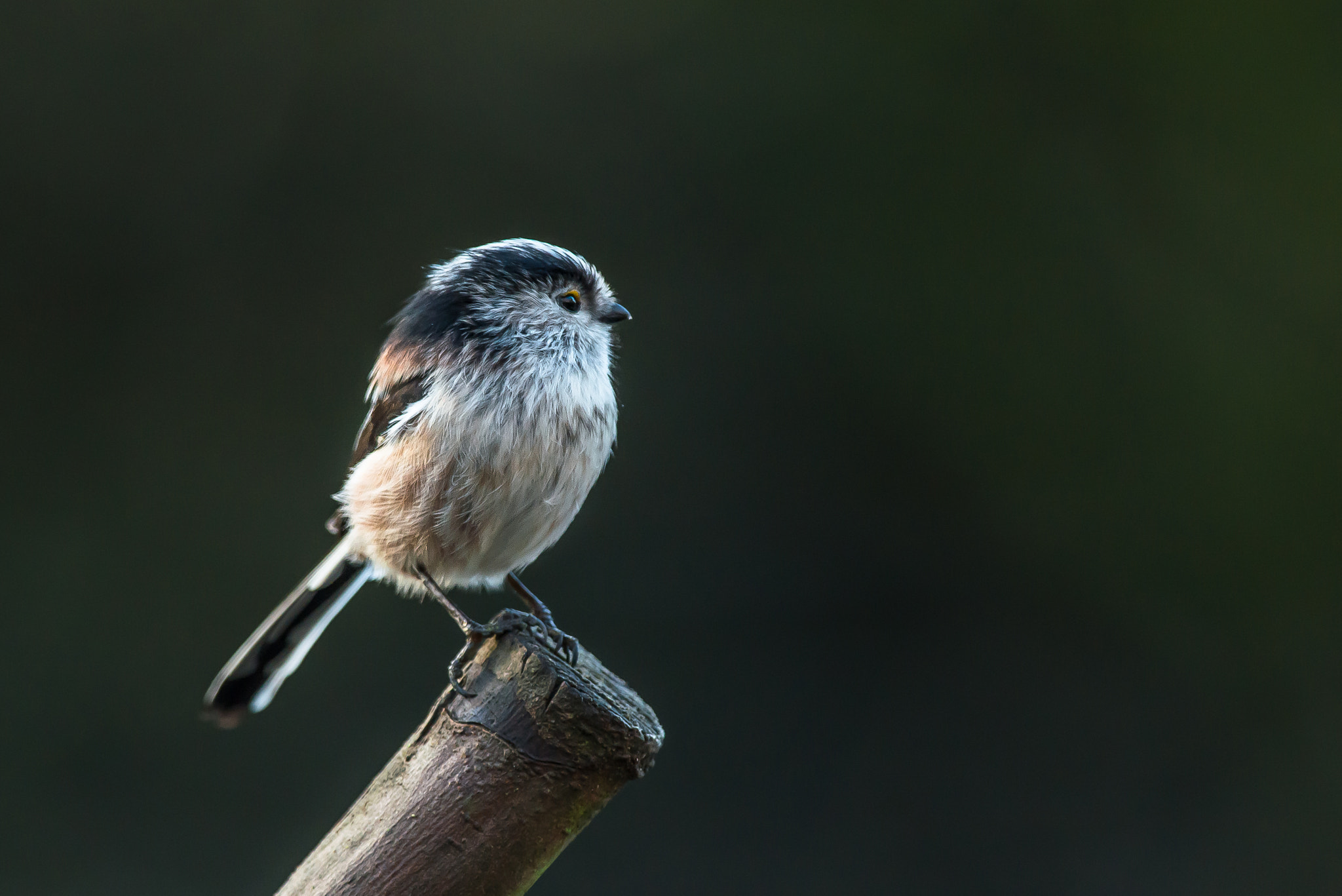 Nikon D800 sample photo. Long tailed tit photography