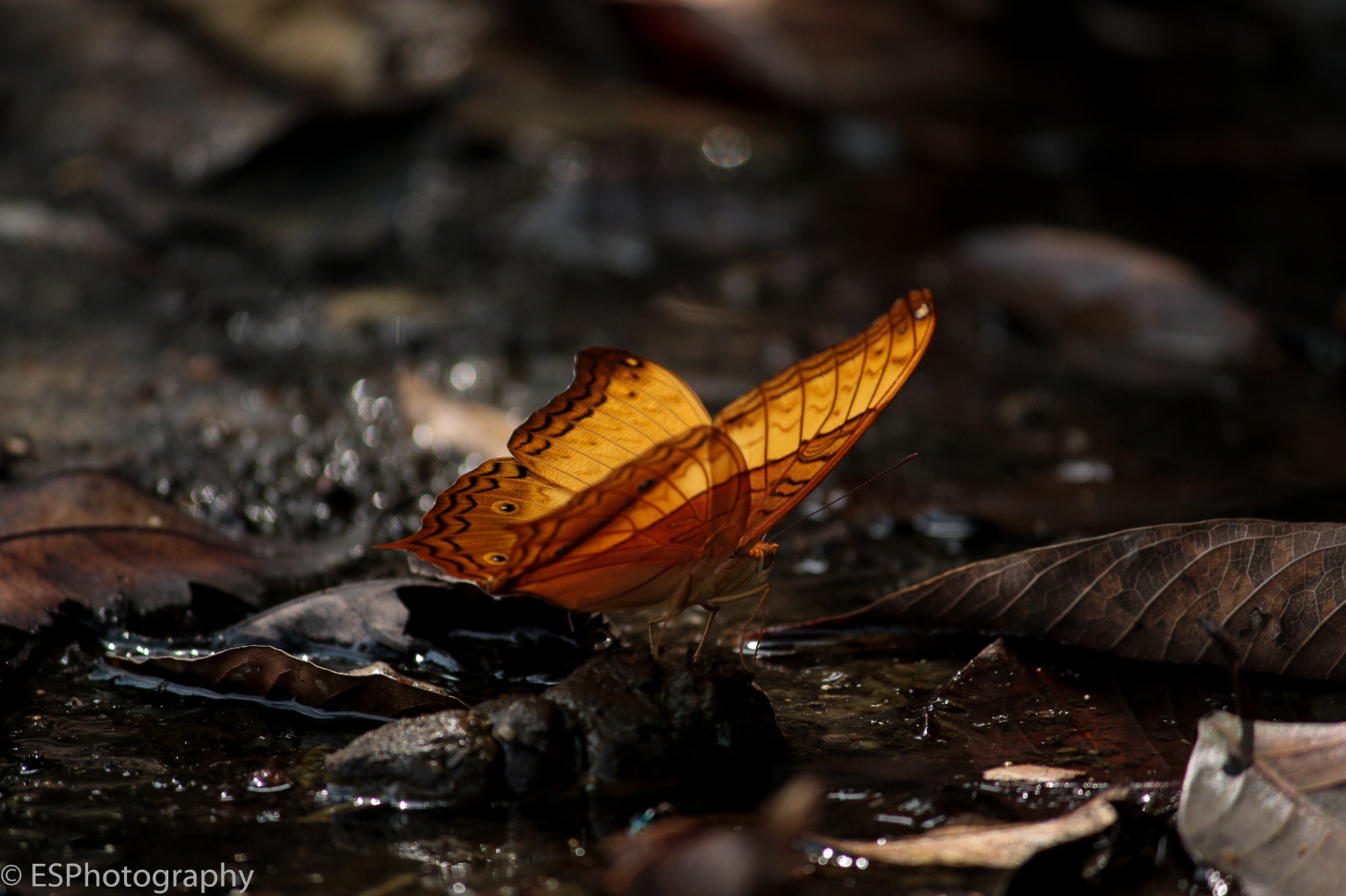 Canon EF-S 55-250mm F4-5.6 IS II sample photo. Butterfly photography