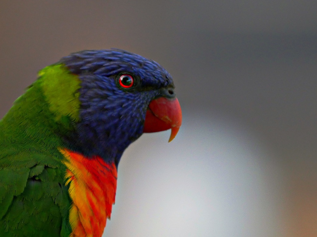 Panasonic Lumix DMC-GH4 + LEICA DG 100-400/F4.0-6.3 sample photo. Metung / victoria / australia photography