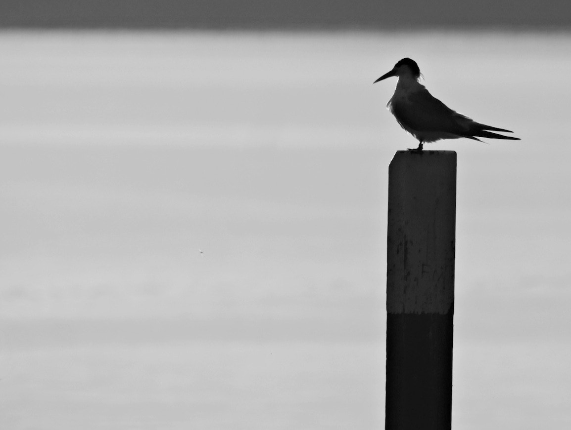 Panasonic Lumix DMC-GH4 + LEICA DG 100-400/F4.0-6.3 sample photo. Metung / victoria / australia photography