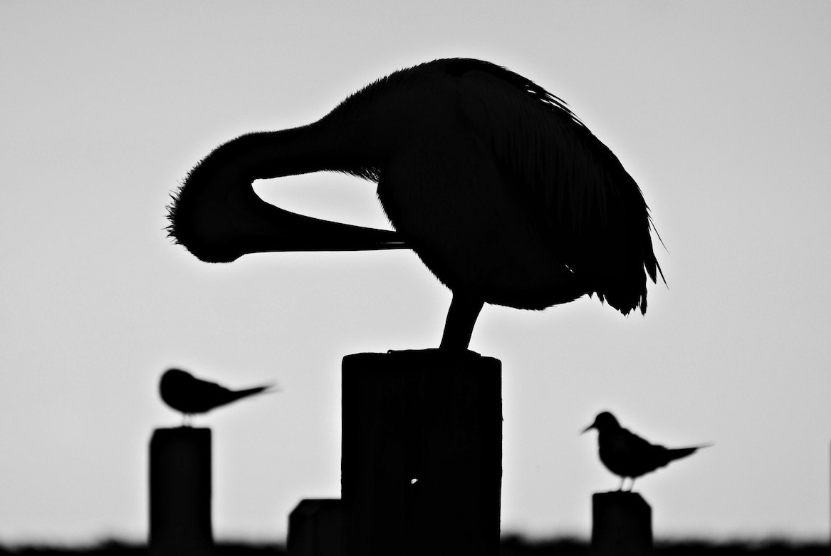 Panasonic Lumix DMC-GH4 + LEICA DG 100-400/F4.0-6.3 sample photo. Metung / victoria / australia photography