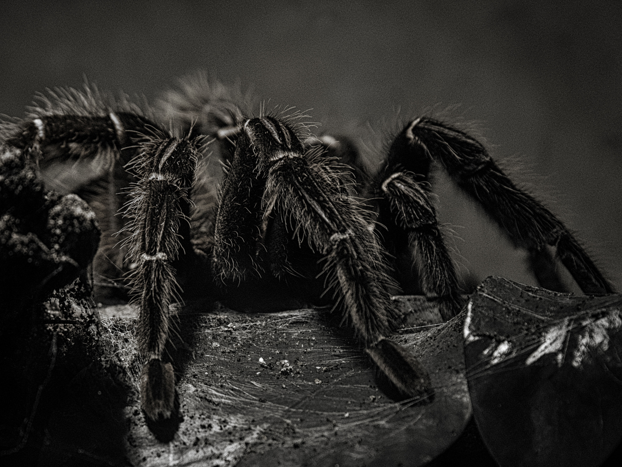 Panasonic Lumix G X Vario 35-100mm F2.8 OIS sample photo. Tarantel... photography