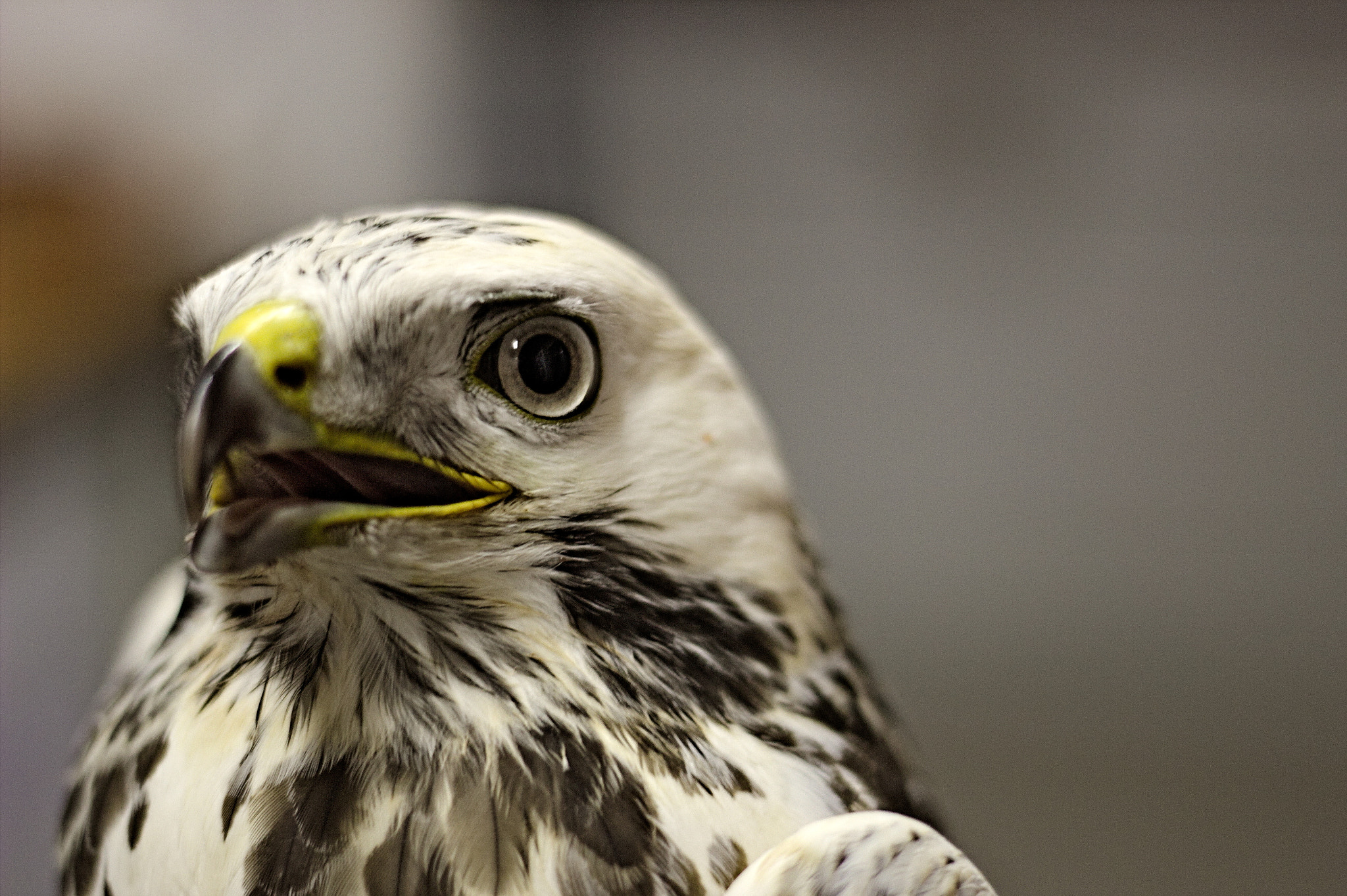 Canon EOS 600D (Rebel EOS T3i / EOS Kiss X5) sample photo. Buteo buteo photography