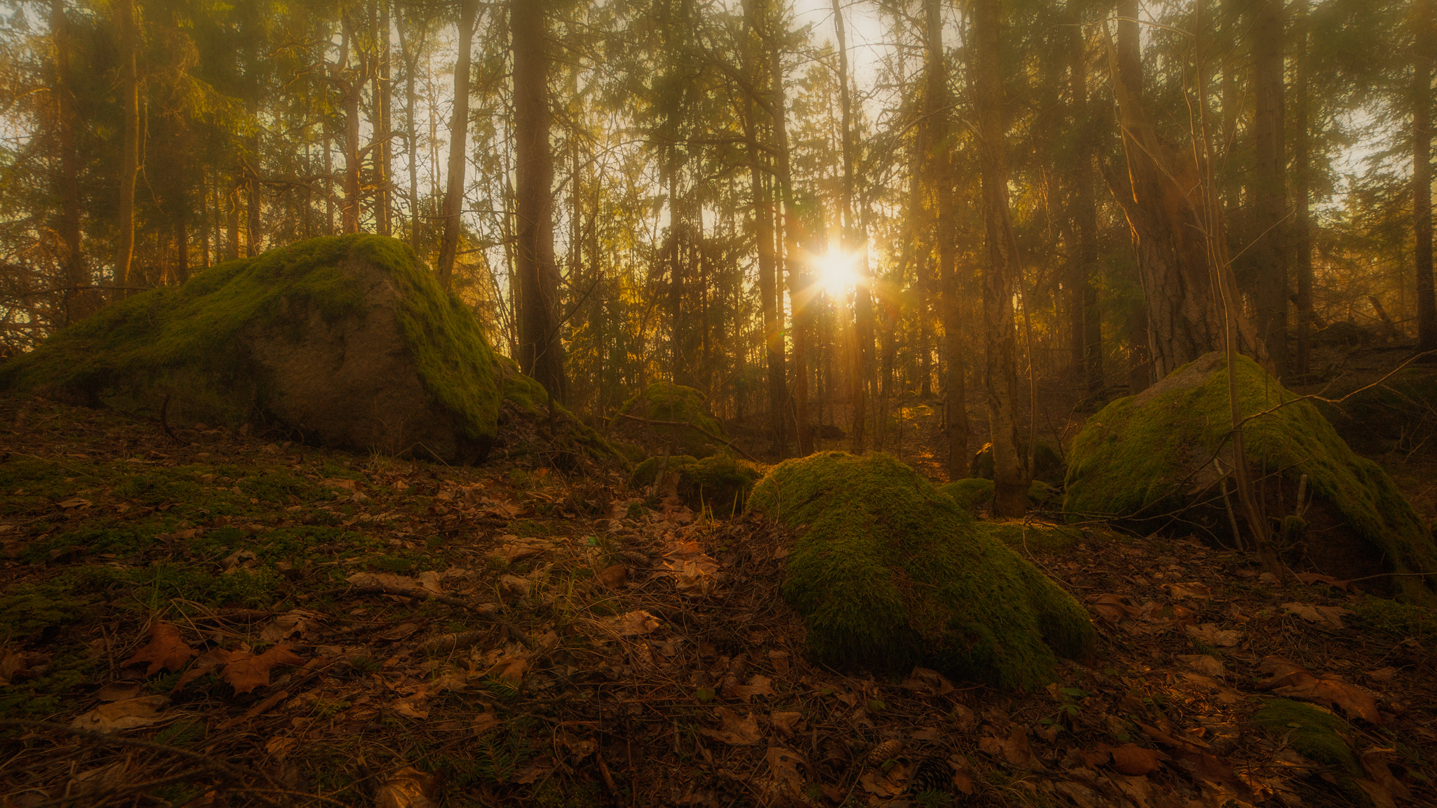 Nikon D3 sample photo. Misty forest photography