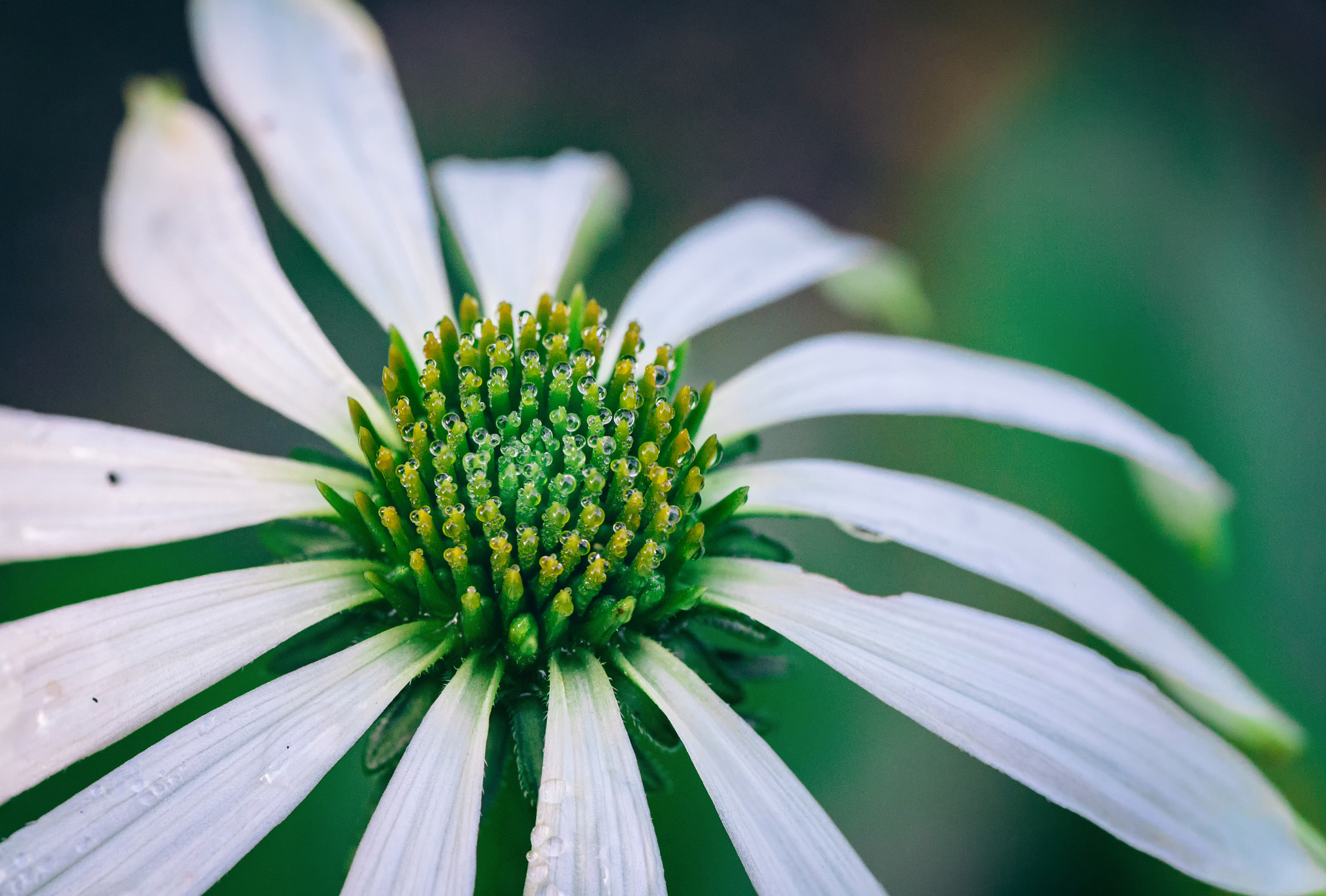 Canon EOS 6D + Tamron SP AF 90mm F2.8 Di Macro sample photo. Dewkeeper photography