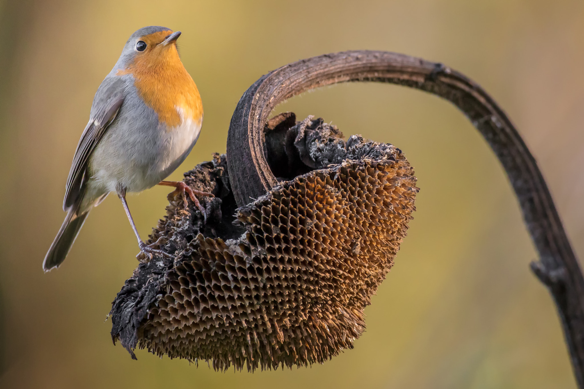 Canon EOS 5DS R + Canon EF 500mm F4L IS USM sample photo. I am proud to be robin! photography