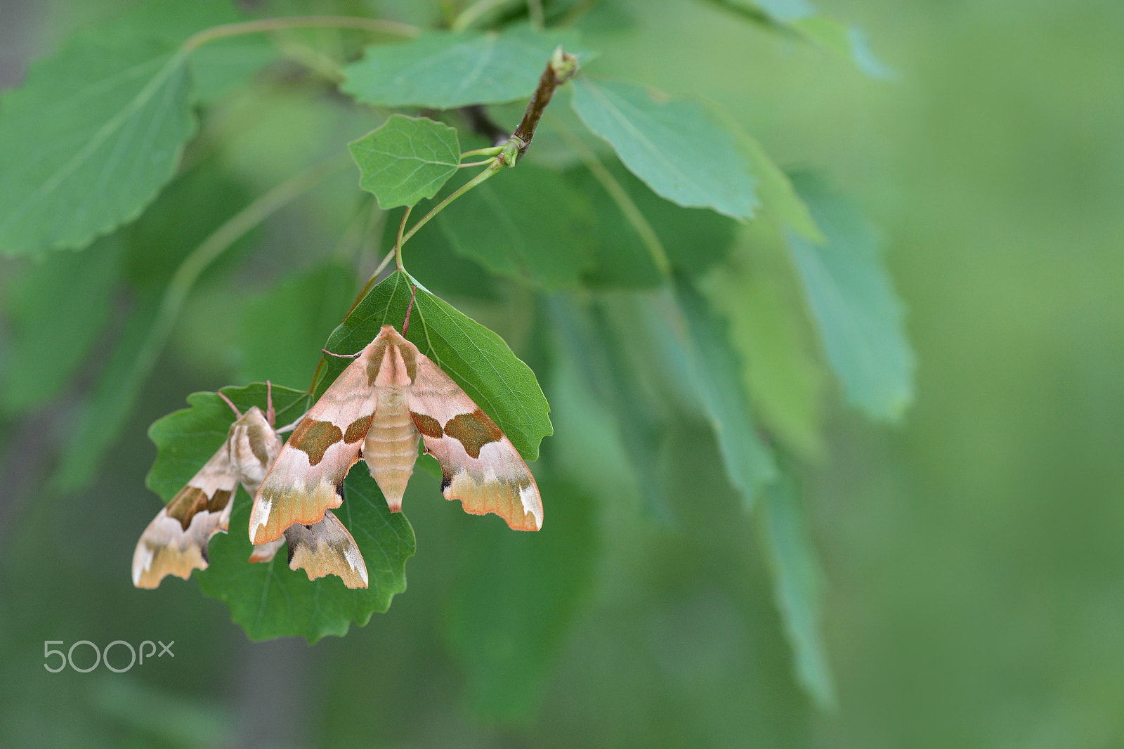 Nikon D600 + Nikon AF Nikkor 24mm F2.8D sample photo. Just married! (lime hawk-moths) photography