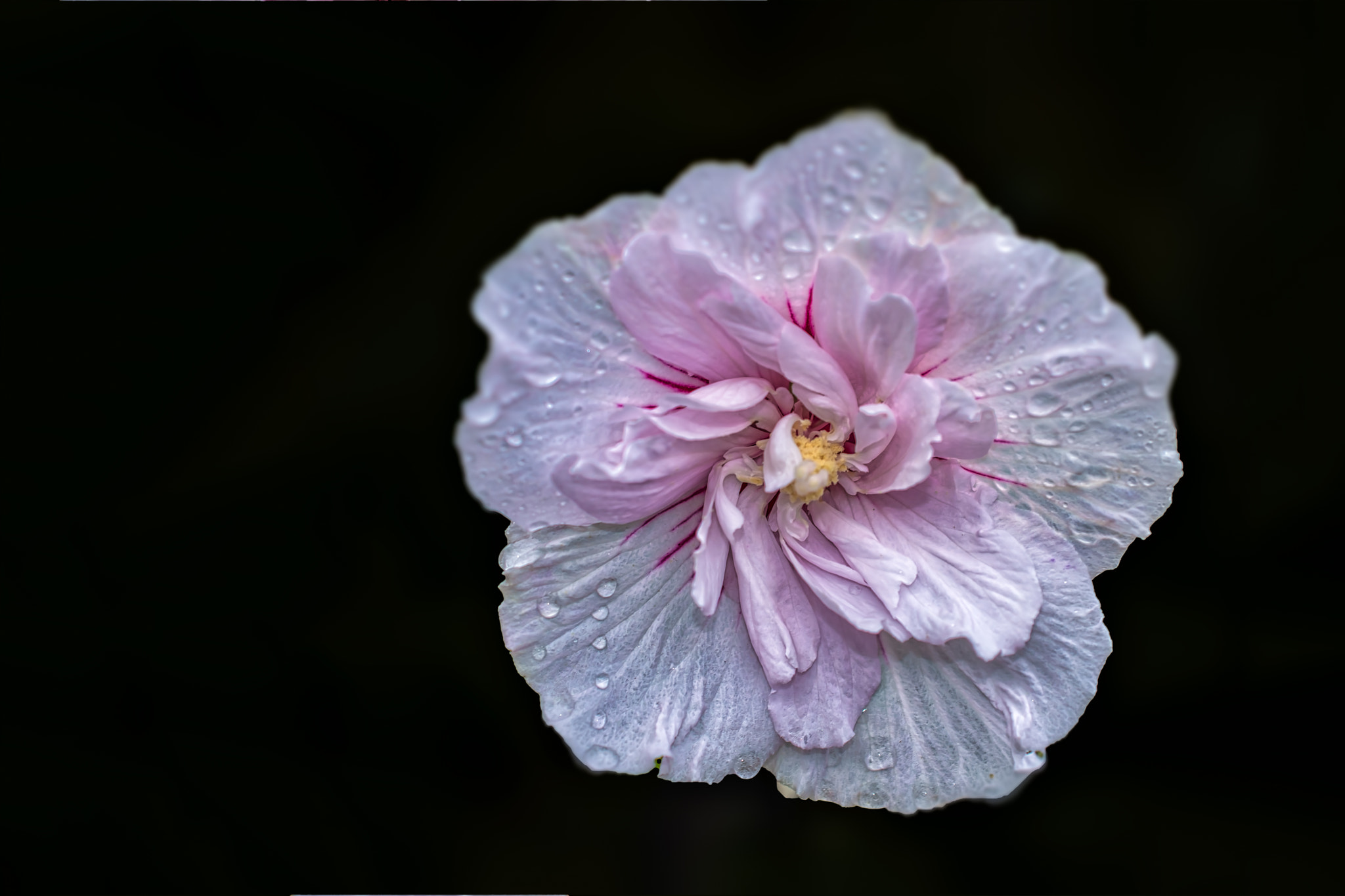 Nikon AF-S DX Micro Nikkor 40mm F2.8 sample photo. Flower381 photography