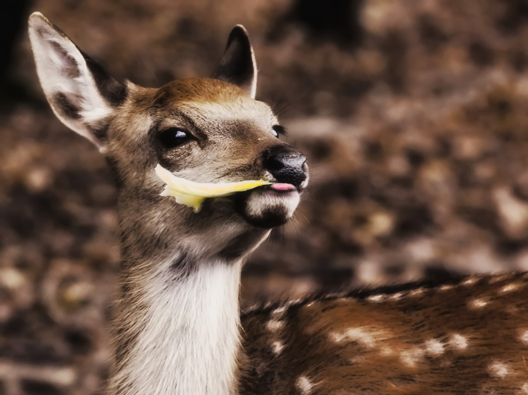 Canon EOS + Canon EF 70-200mm F4L IS USM sample photo. Baby deer photography