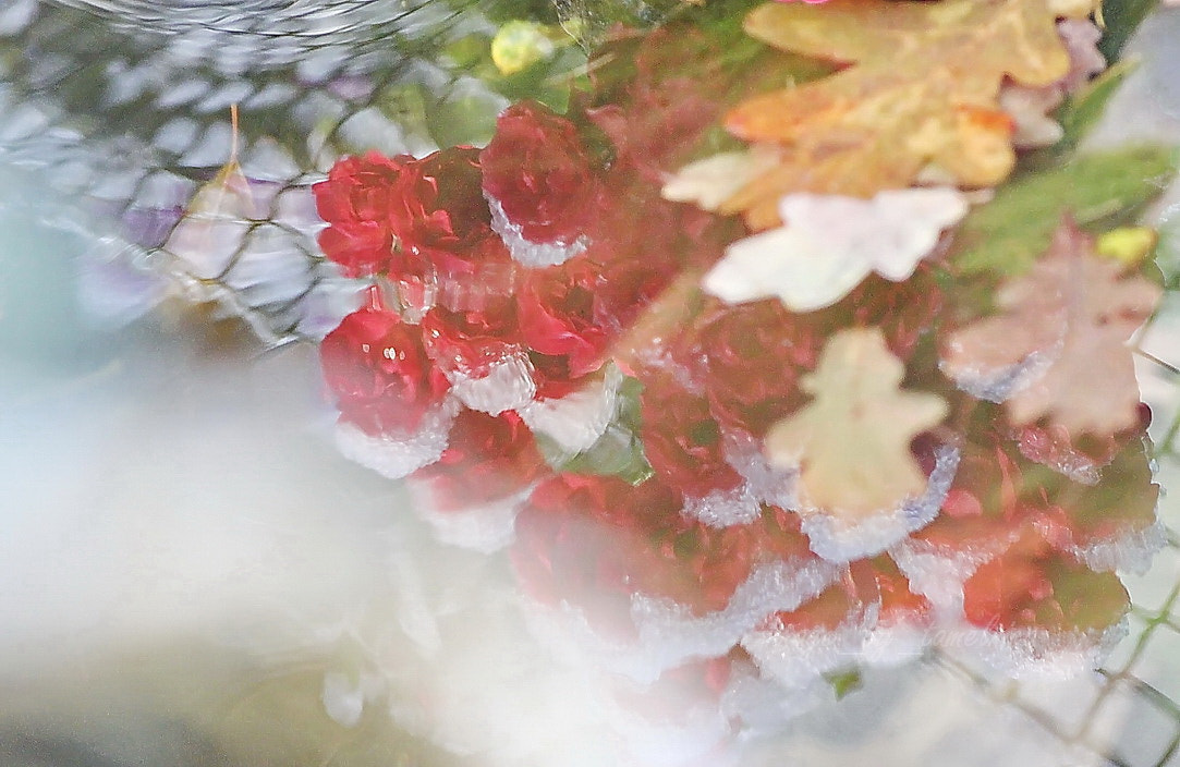 Sigma 70-300mm F4-5.6 APO DG Macro sample photo. Mirror of the autumn garden photography