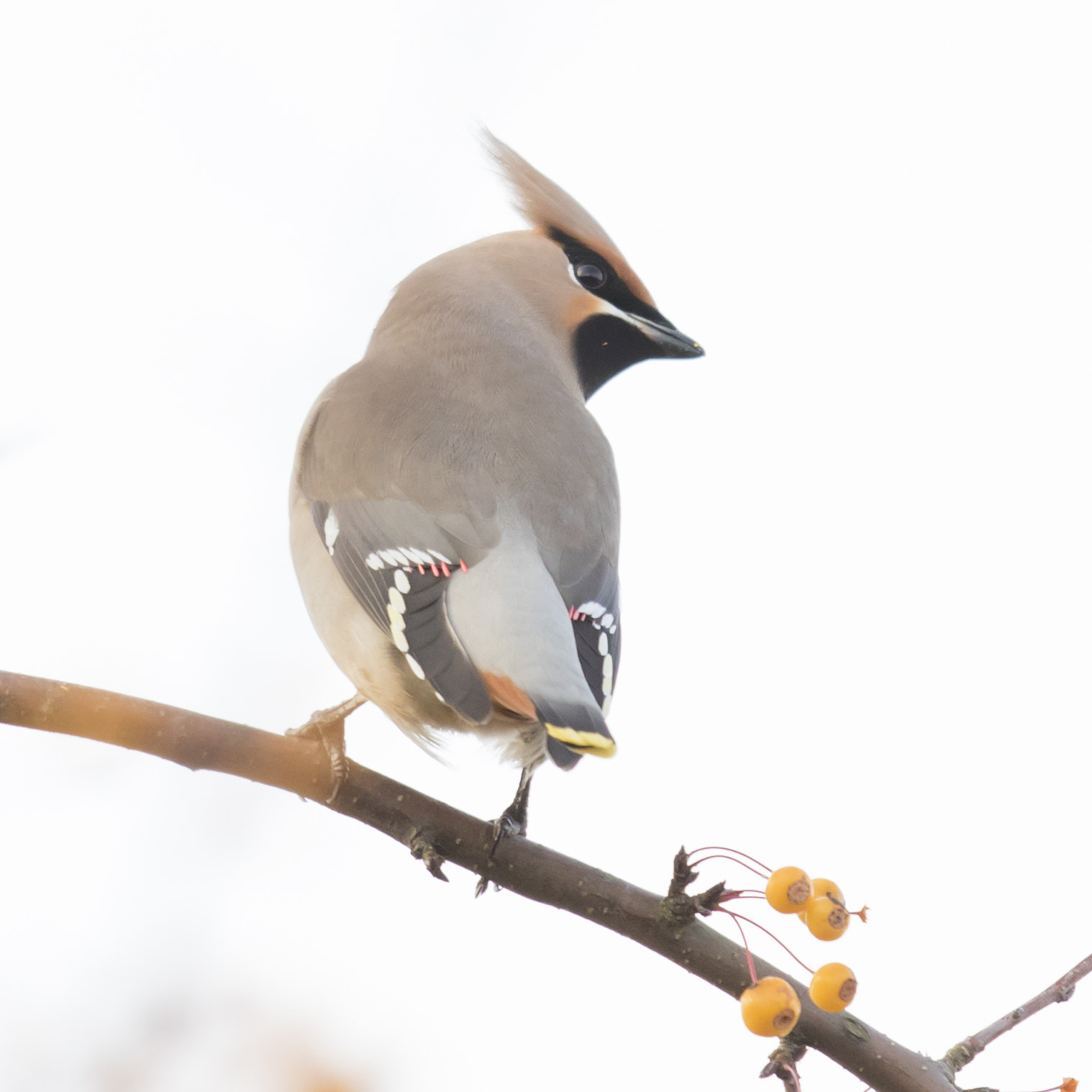 Canon EF 400mm F2.8L IS USM sample photo. Pestvogel photography