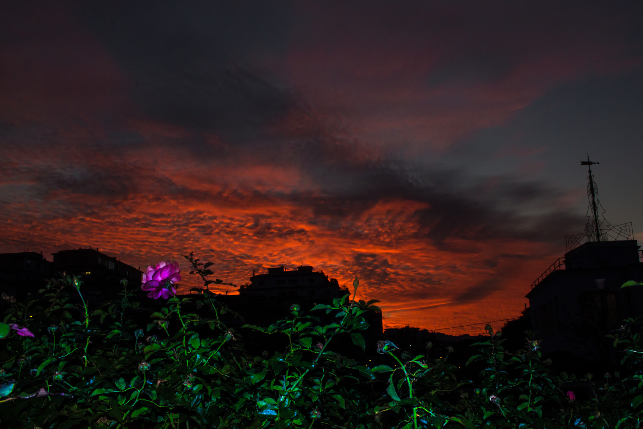 Canon EOS 1100D (EOS Rebel T3 / EOS Kiss X50) sample photo. Questo tramonto meritava un fiore... photography