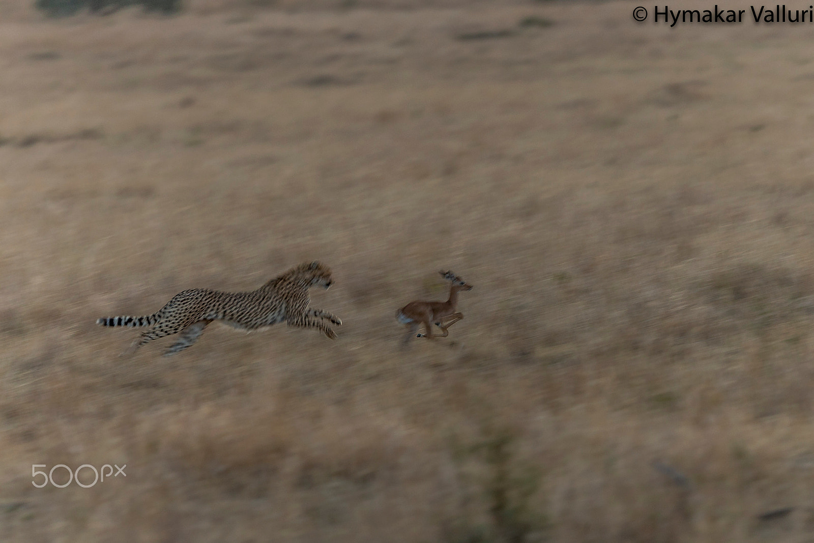 Canon EOS-1D X + Canon EF 500mm F4L IS II USM sample photo. Cheetah chasing impala photography