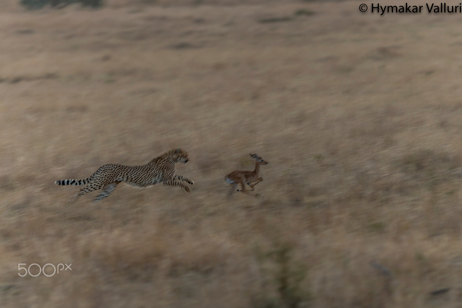 Canon EF 500mm F4L IS II USM sample photo. Cheetah chasing impala photography