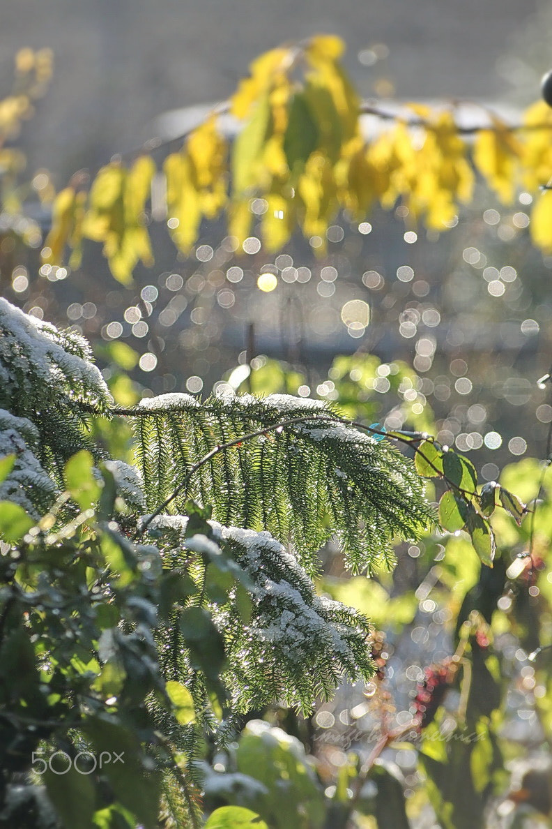 Sigma 70-300mm F4-5.6 APO DG Macro sample photo. When the snow melted photography
