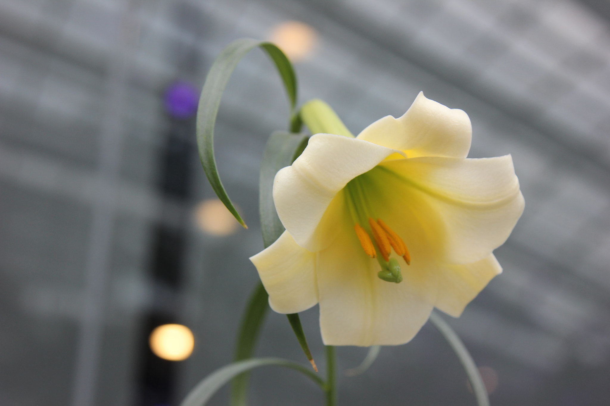 Canon EOS 600D (Rebel EOS T3i / EOS Kiss X5) sample photo. Flower photography