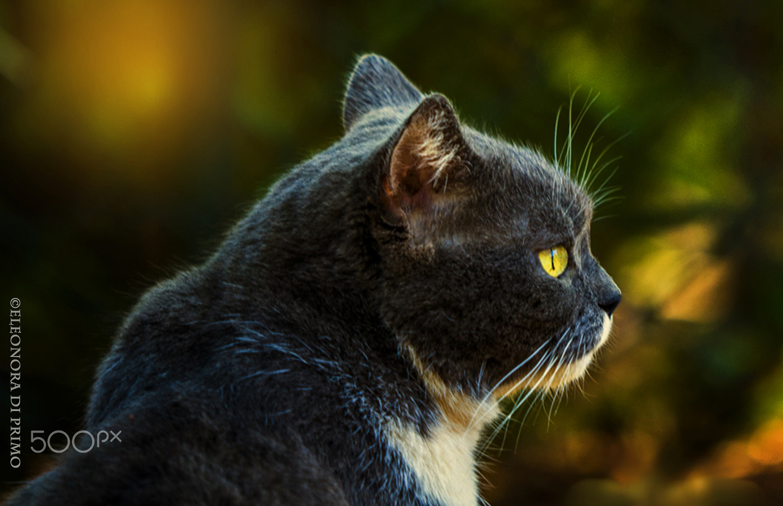 Canon EF 180mm F3.5L Macro USM sample photo. Shecat photography