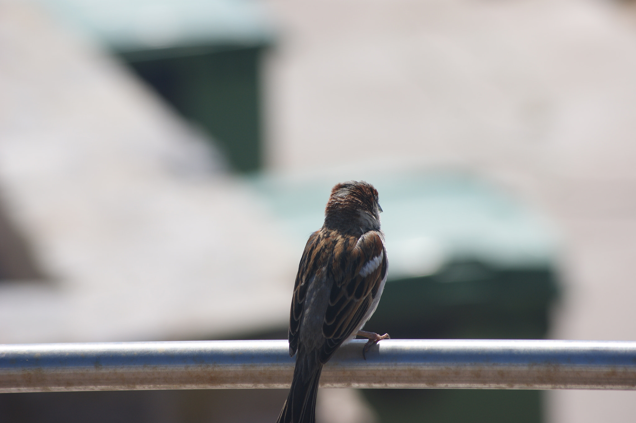 Sony Alpha DSLR-A390 + Sony DT 55-200mm F4-5.6 SAM sample photo. I don't like photographs photography