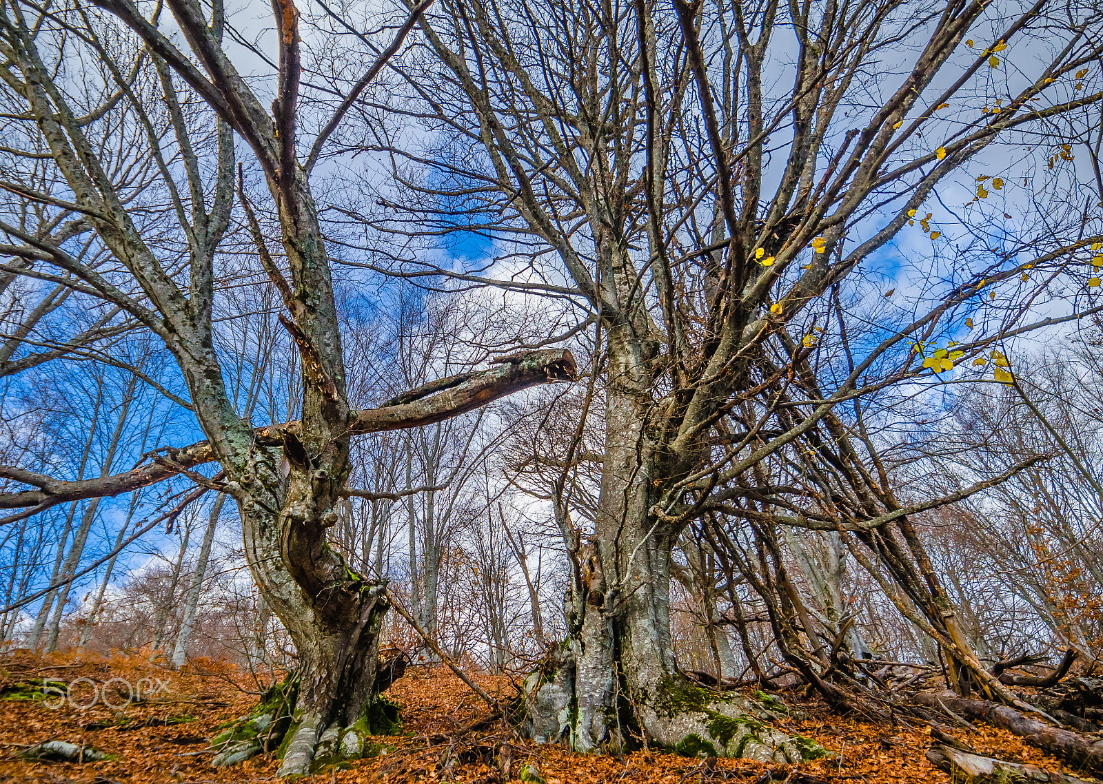 Samyang 14mm F2.8 ED AS IF UMC sample photo. The "tree of life" decided to split! photography