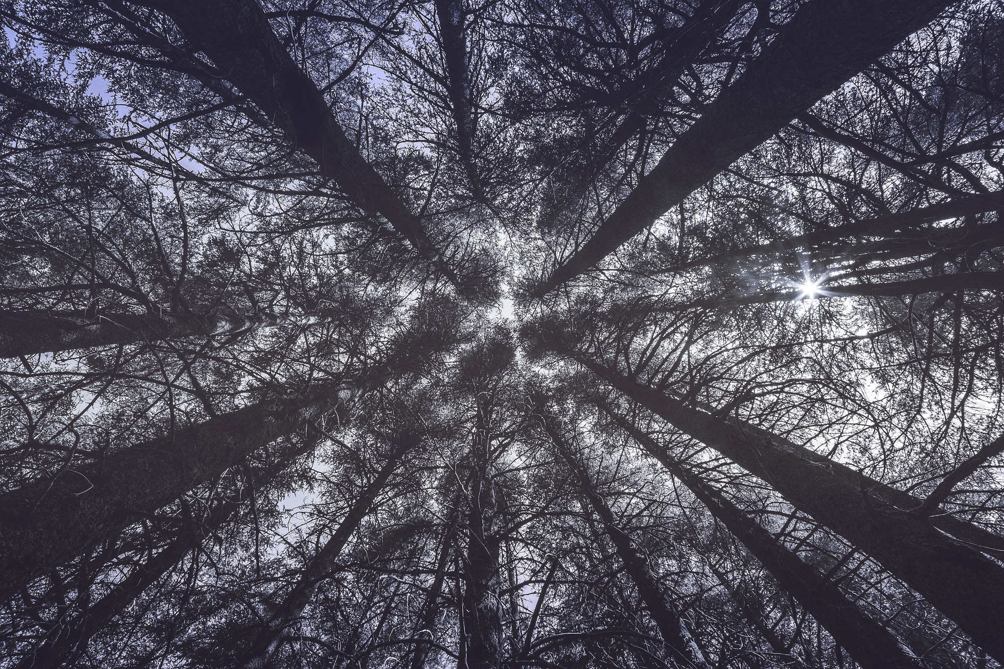 Sigma 10-20mm F4-5.6 EX DC HSM sample photo. Arz alshouf forest photography