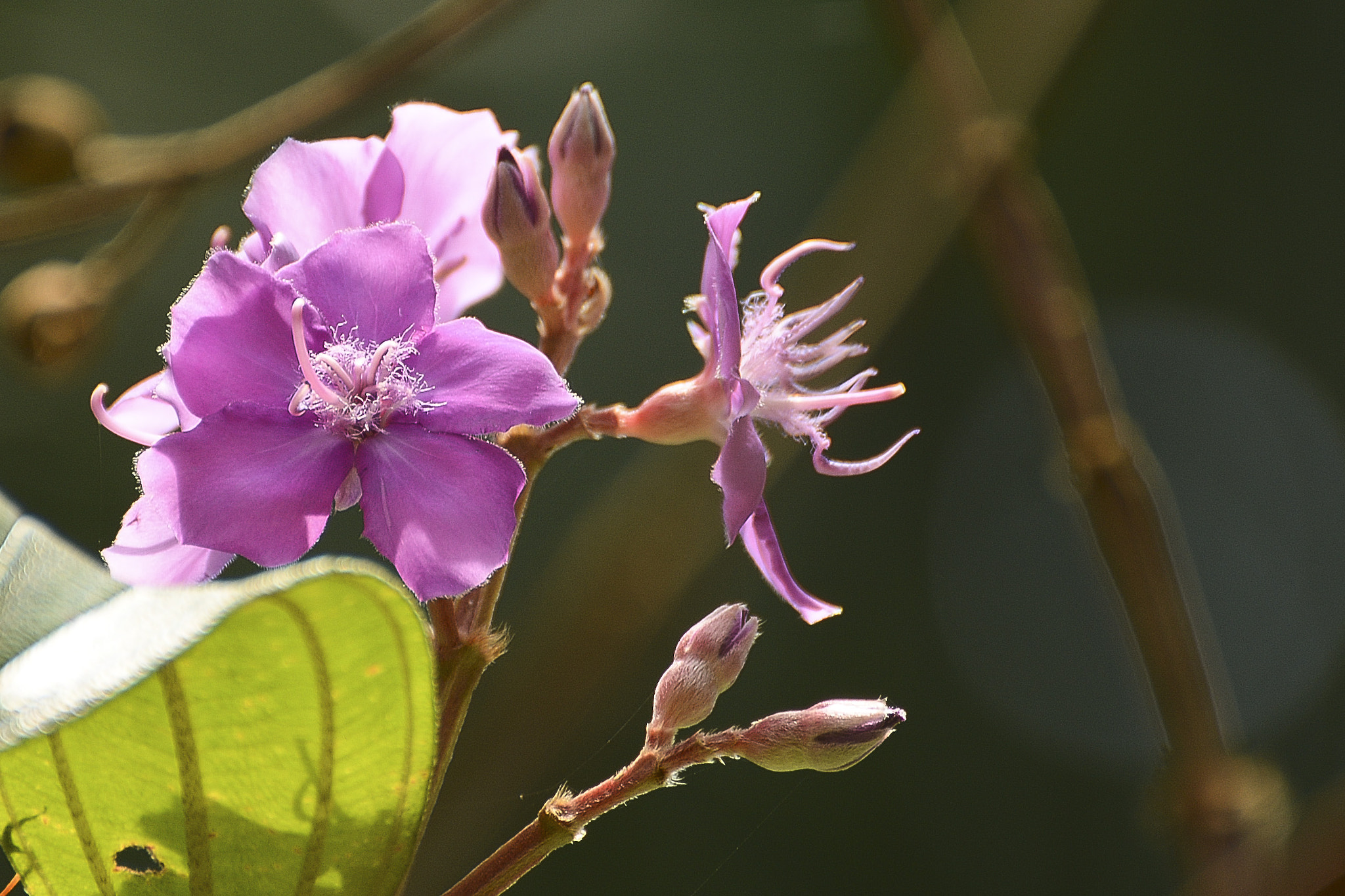 IX-Nikkor 60-180mm f/4-5.6 sample photo. Simples e belas. photography