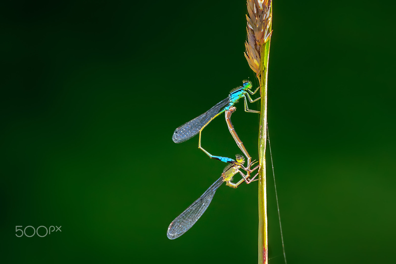 Canon EOS 5D Mark II sample photo. Damselflies photography