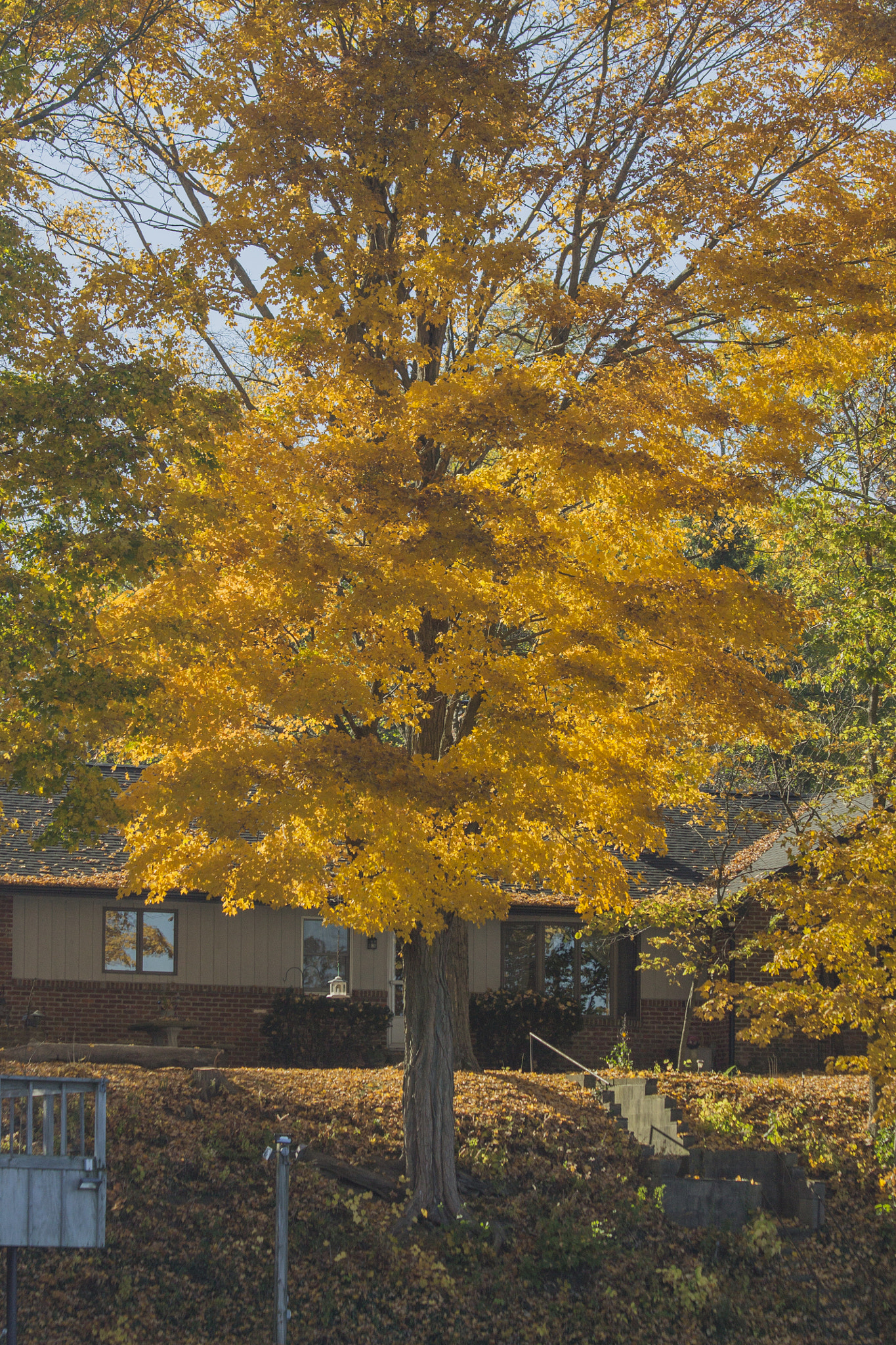 Canon EF 70-300mm F4-5.6 IS USM sample photo. Yellow photography