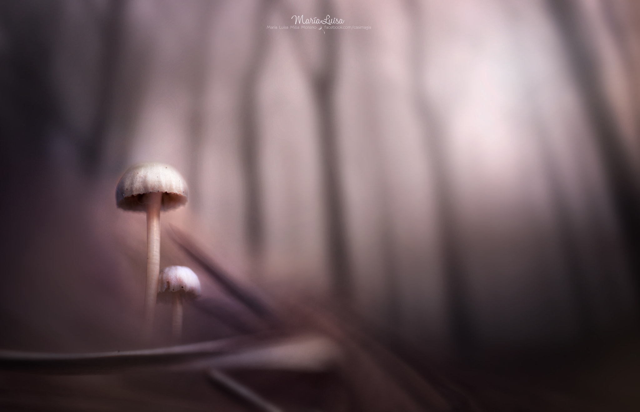 Canon EF 100mm F2.8 Macro USM sample photo. Forest dwellers photography