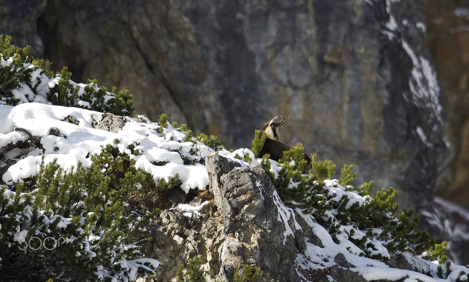 Nikon AF-S Nikkor 500mm F4G ED VR sample photo. Chamois habitat photography