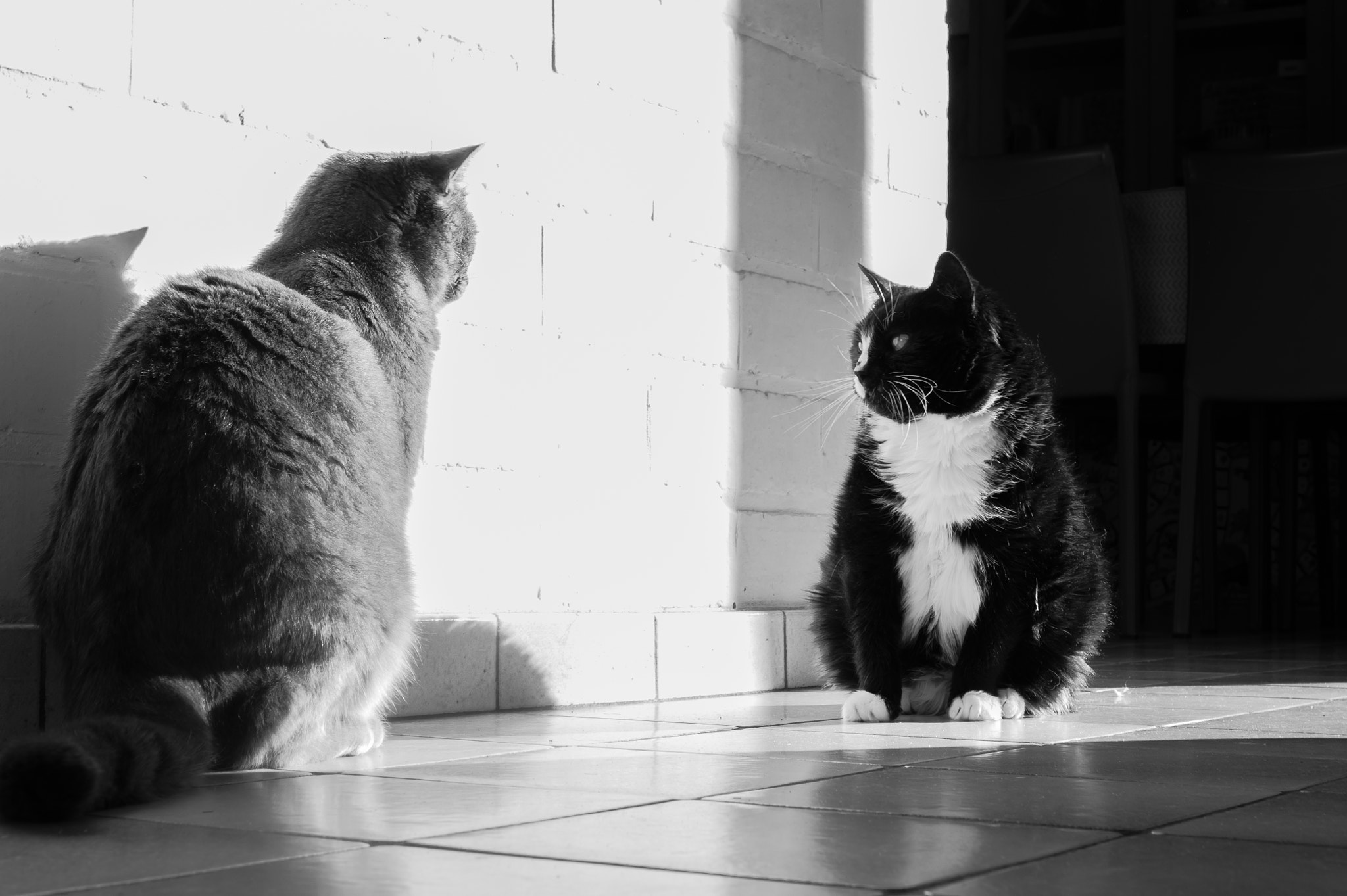 Sony Alpha DSLR-A390 sample photo. Cats photography