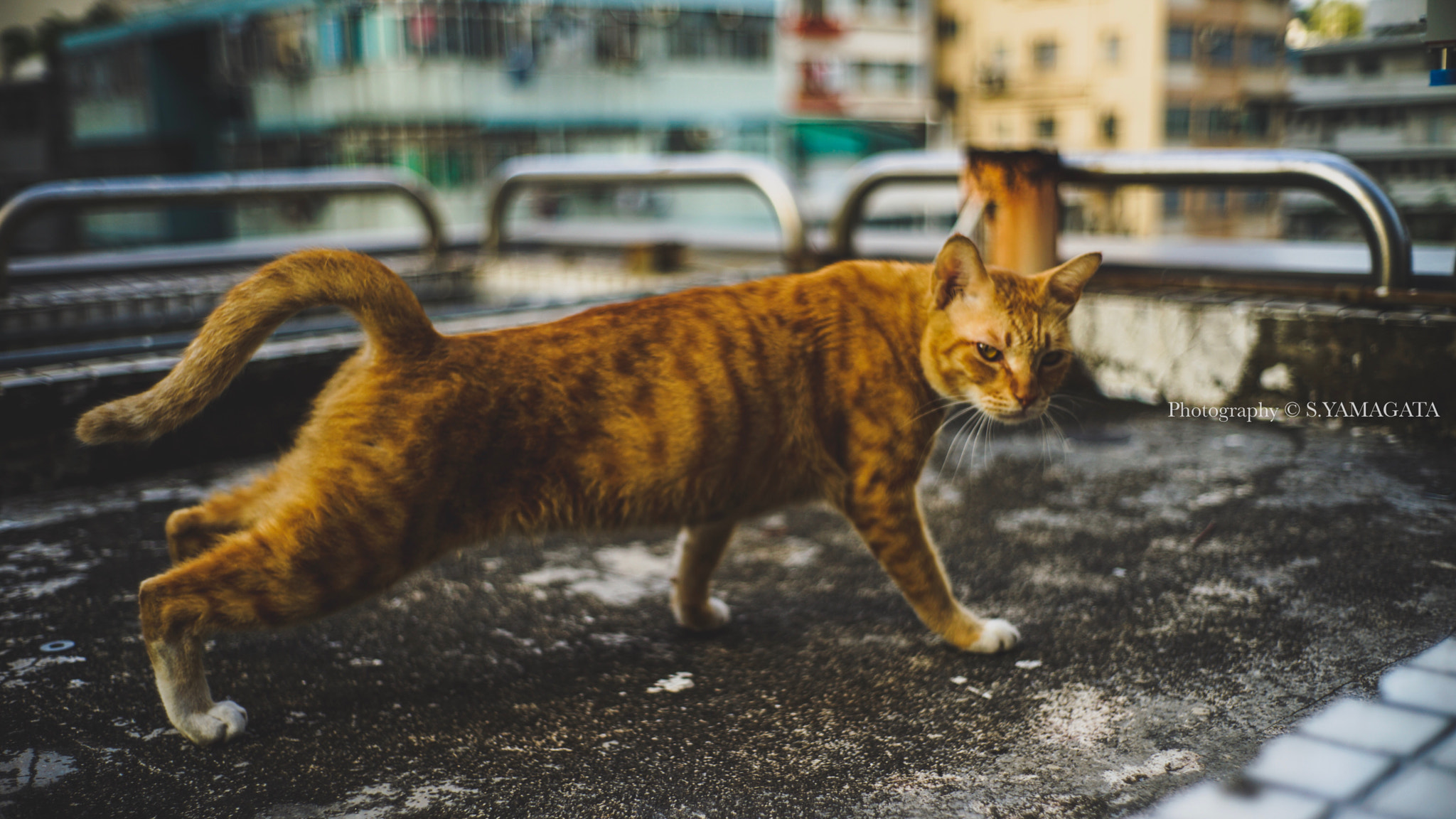 DT 40mm F2.8 SAM sample photo. Stretch photography