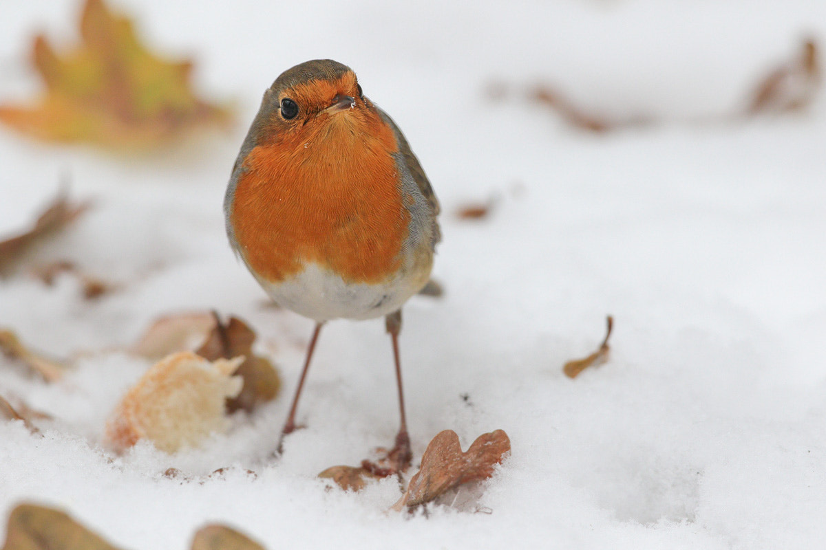 Canon EOS 7D Mark II + Canon EF 300mm F2.8L IS II USM sample photo. Redbreast photography