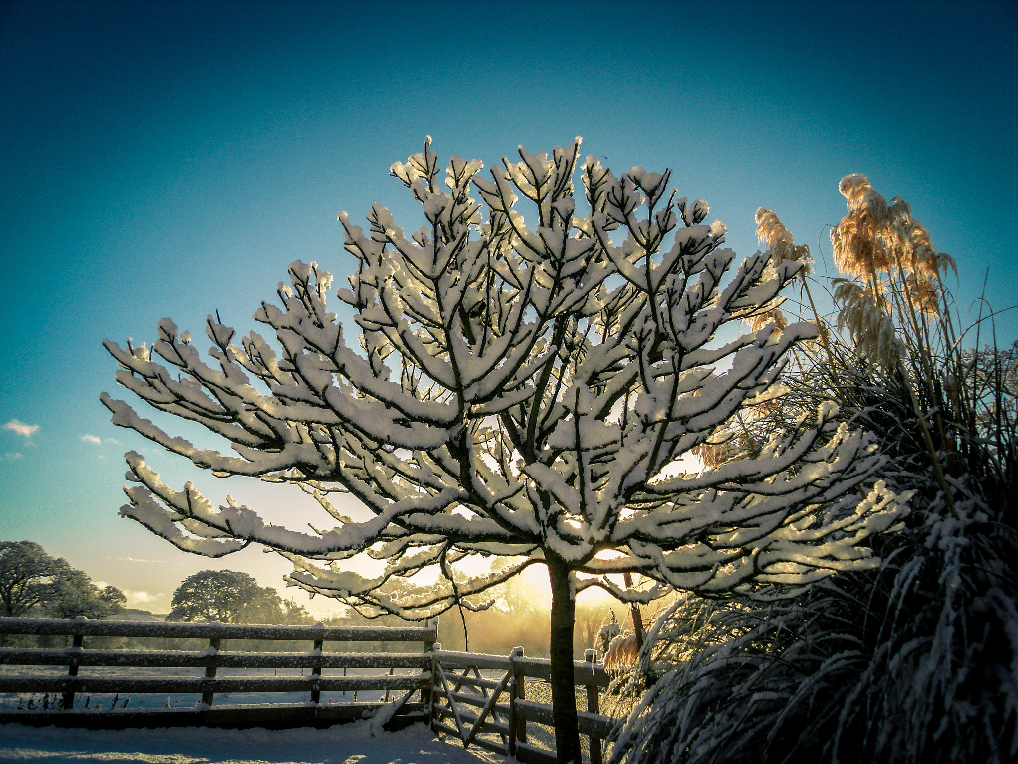 Samsung NV24HD, VLUU NV24HD, LANDIAO NV106HD sample photo. Snow photography